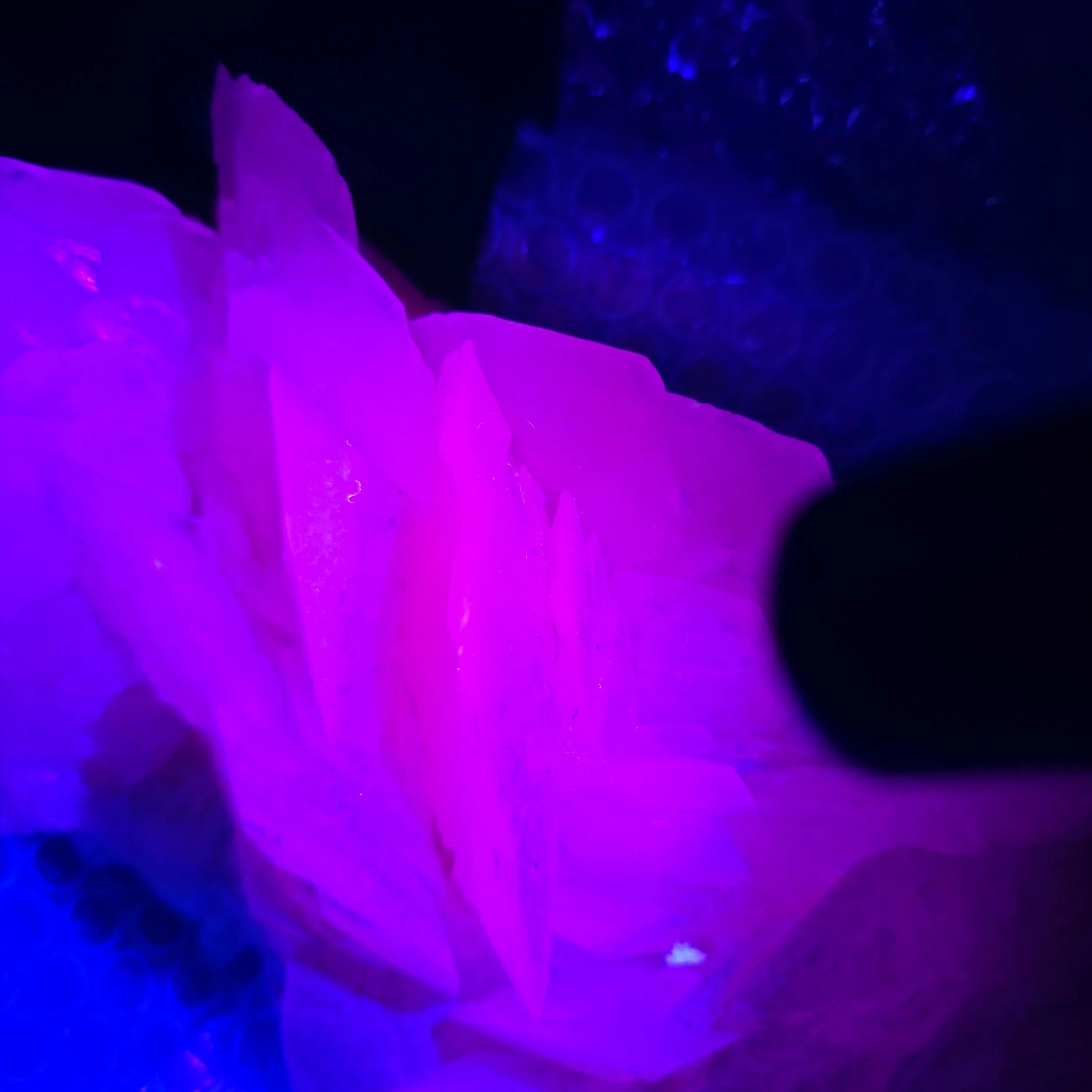 mangano petal calcite.jpg