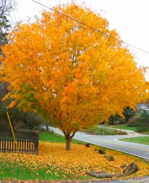 2017-11-11 07.55.30.jpg