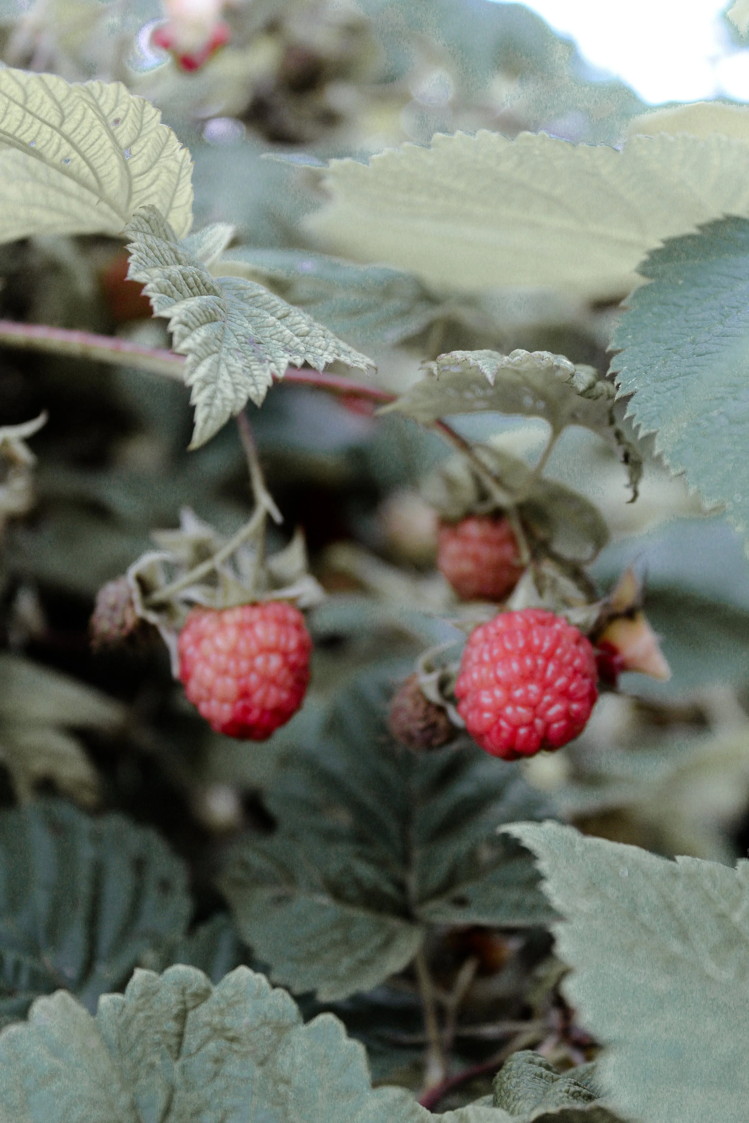 Close-up of ripe red raspberries on a bush with green leaves.