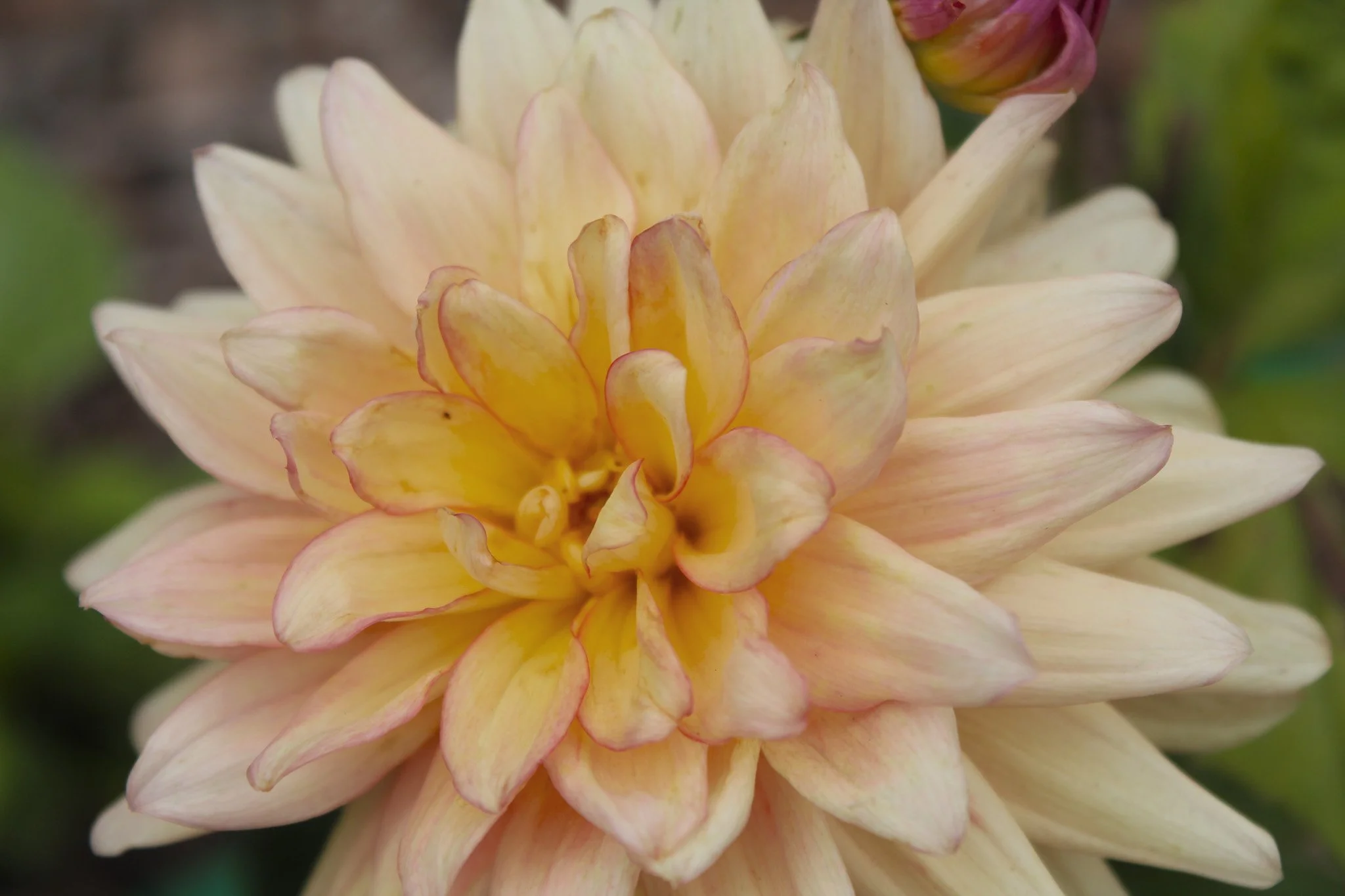 All the freakin’ cats. 