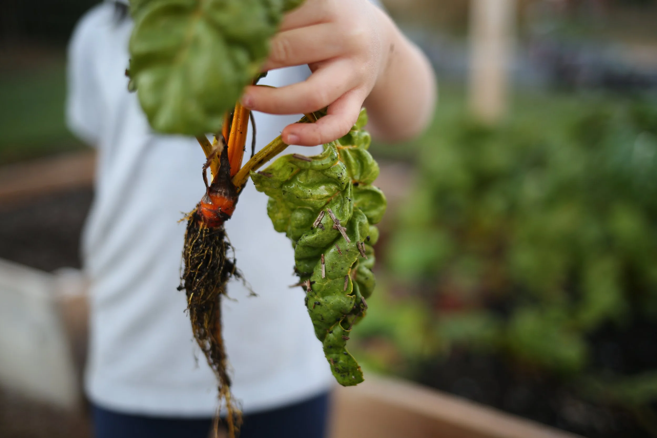 A person holding a freshly harvested carrot with green leafy top, showing the orange root with soil and roots attached.
