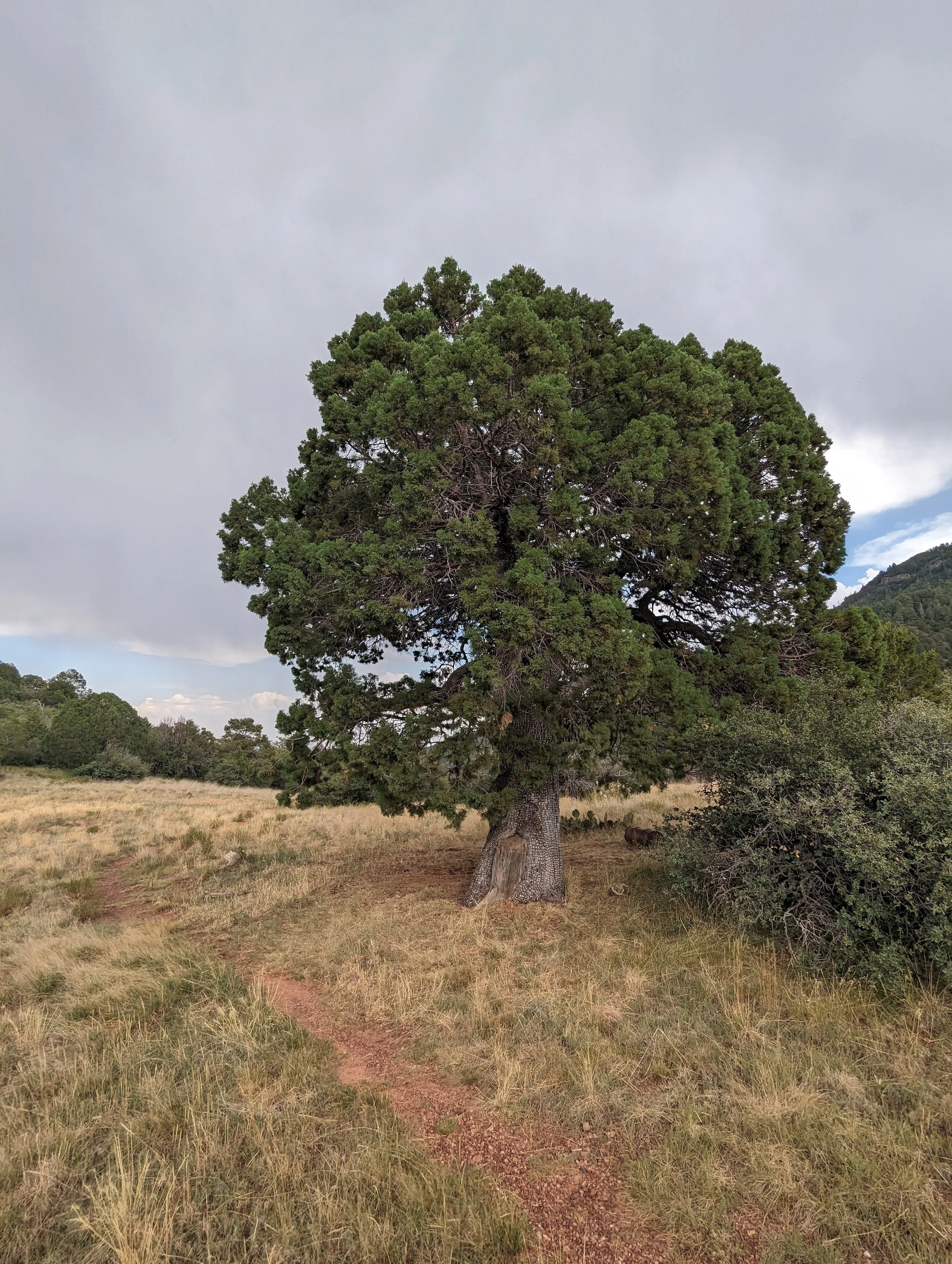 A large, green, leafy tree in a grassy field with a dirt path, under a cloudy sky.