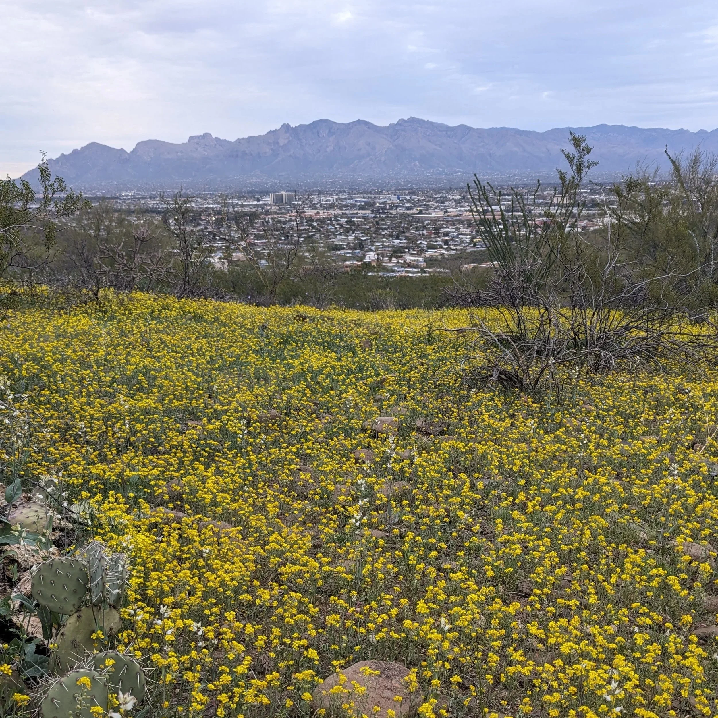 Desert landscape with yellow wildflowers, sparse bushes, and cacti in the foreground. Cityscape with numerous buildings and mountains in the background under a cloudy sky.