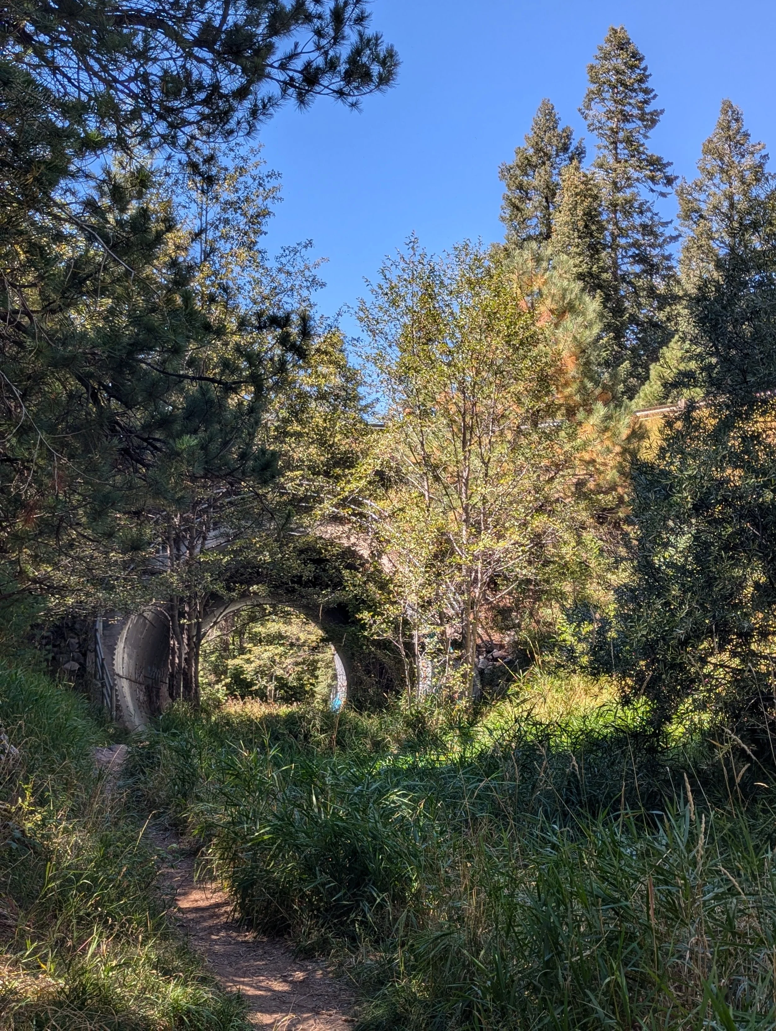 Forest scene with trees, greenery, and a dirt trail leading toward an arch bridge against a bright blue sky.