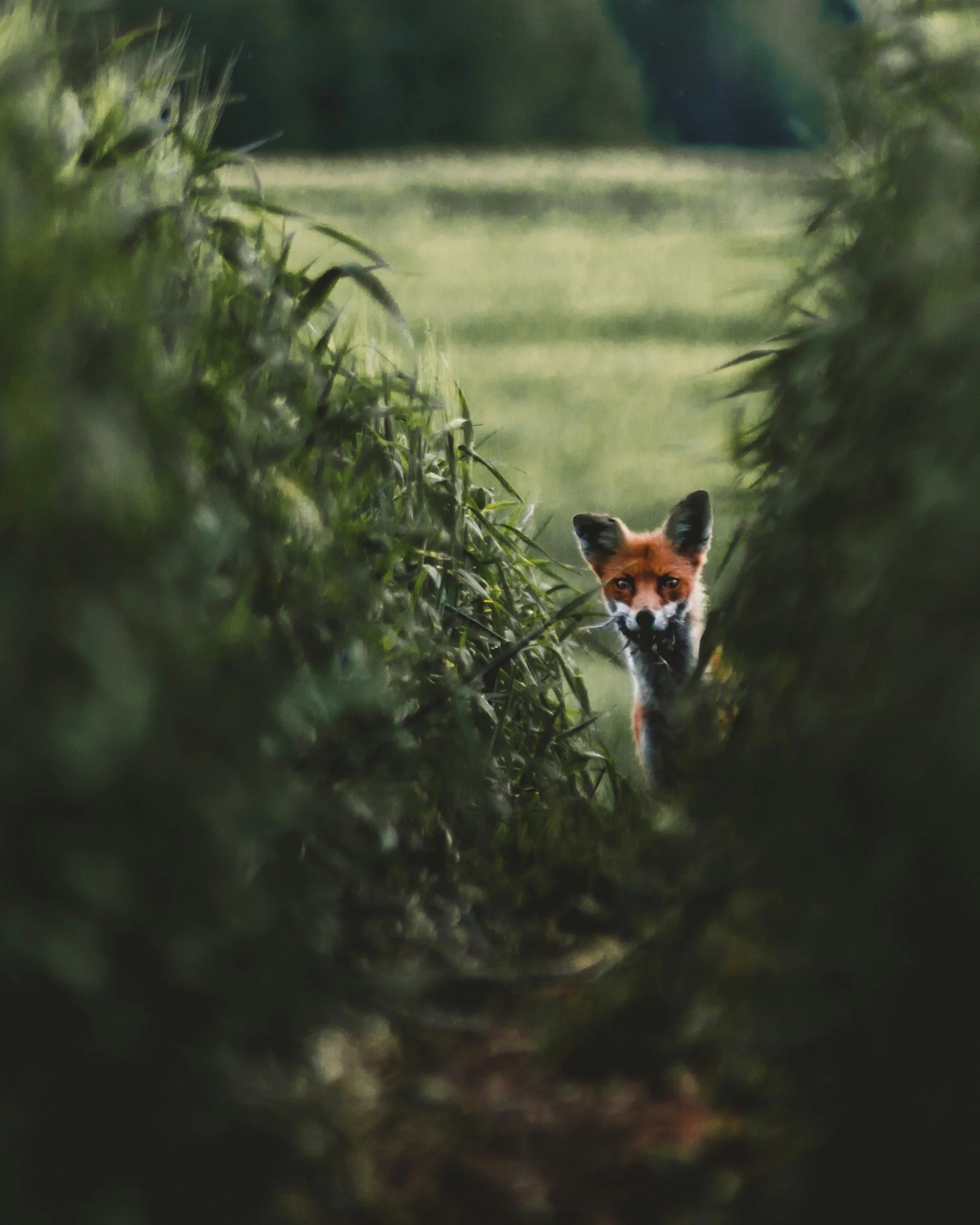 A fox peeking through tall green grass and bushes with a blurred background.