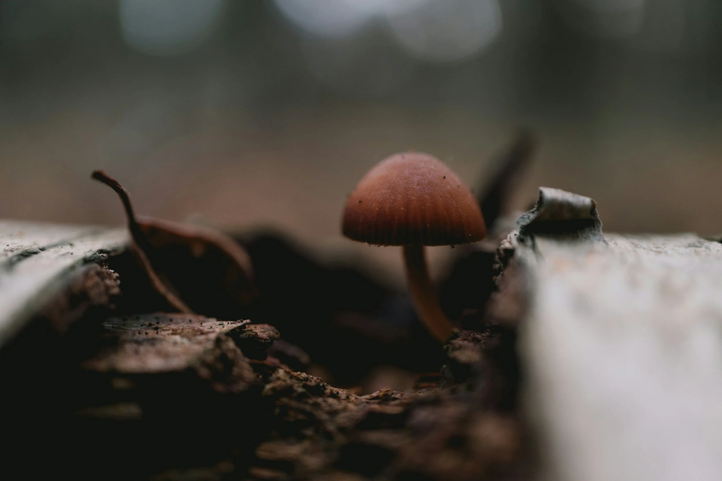 Close-up of small brown mushroom growing among decayed leaves and debris on the forest floor.