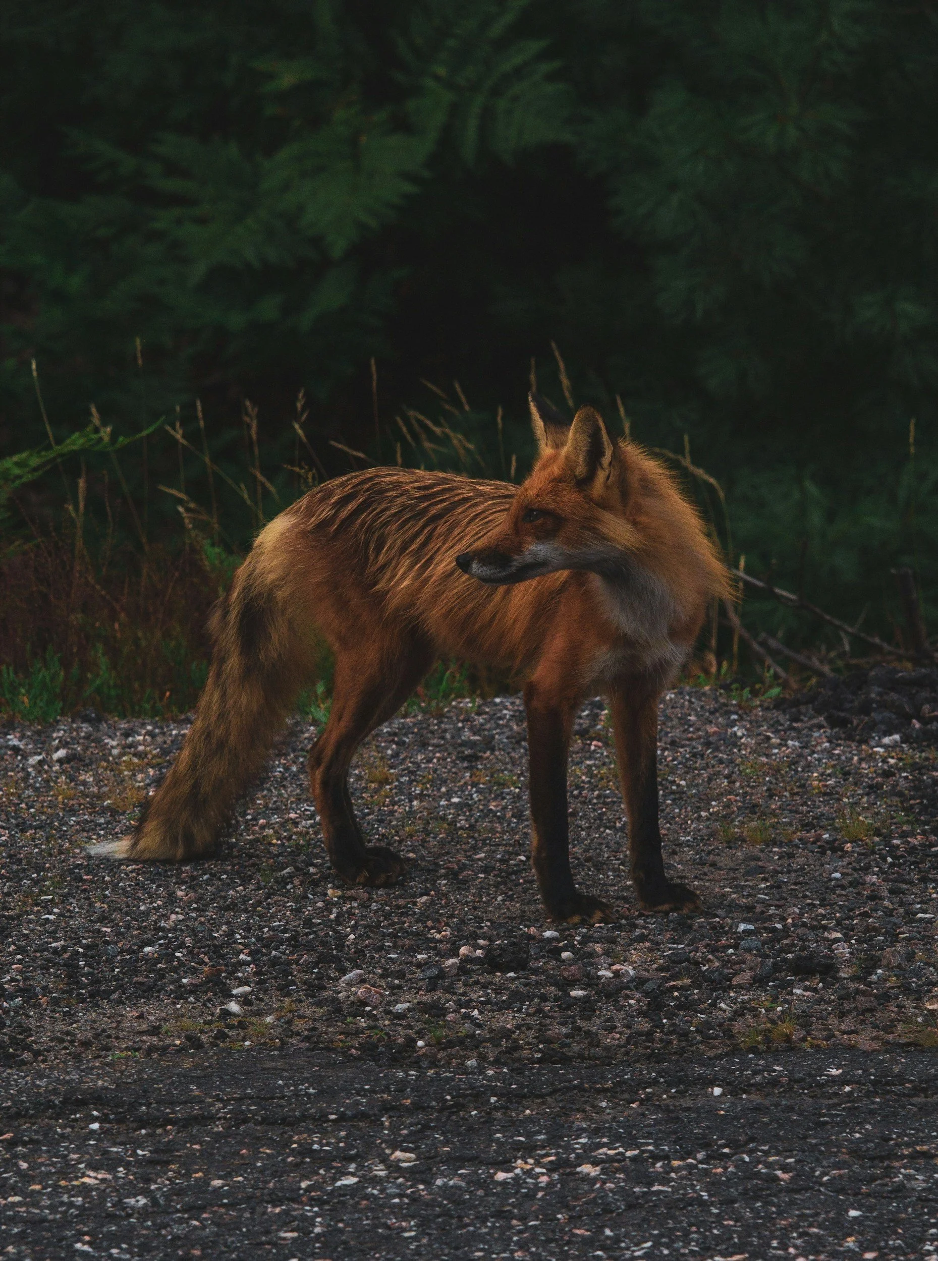 A red fox standing on a gravel surface in a forested area at dusk.