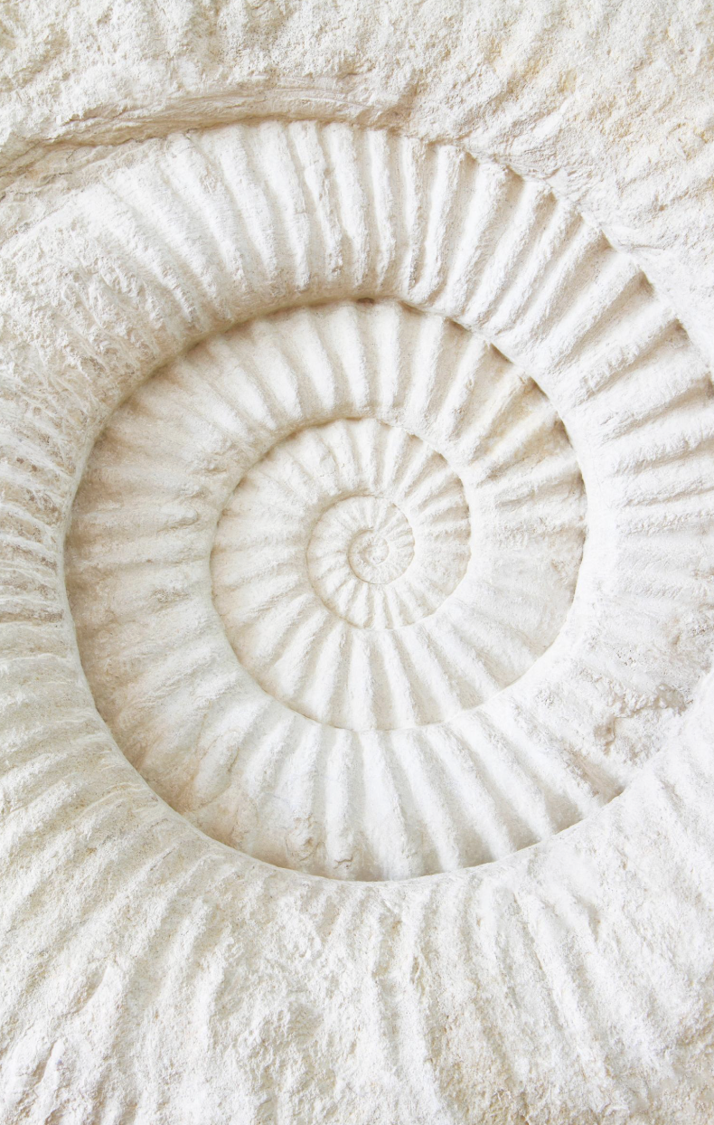 lis fonseca ferreira.png