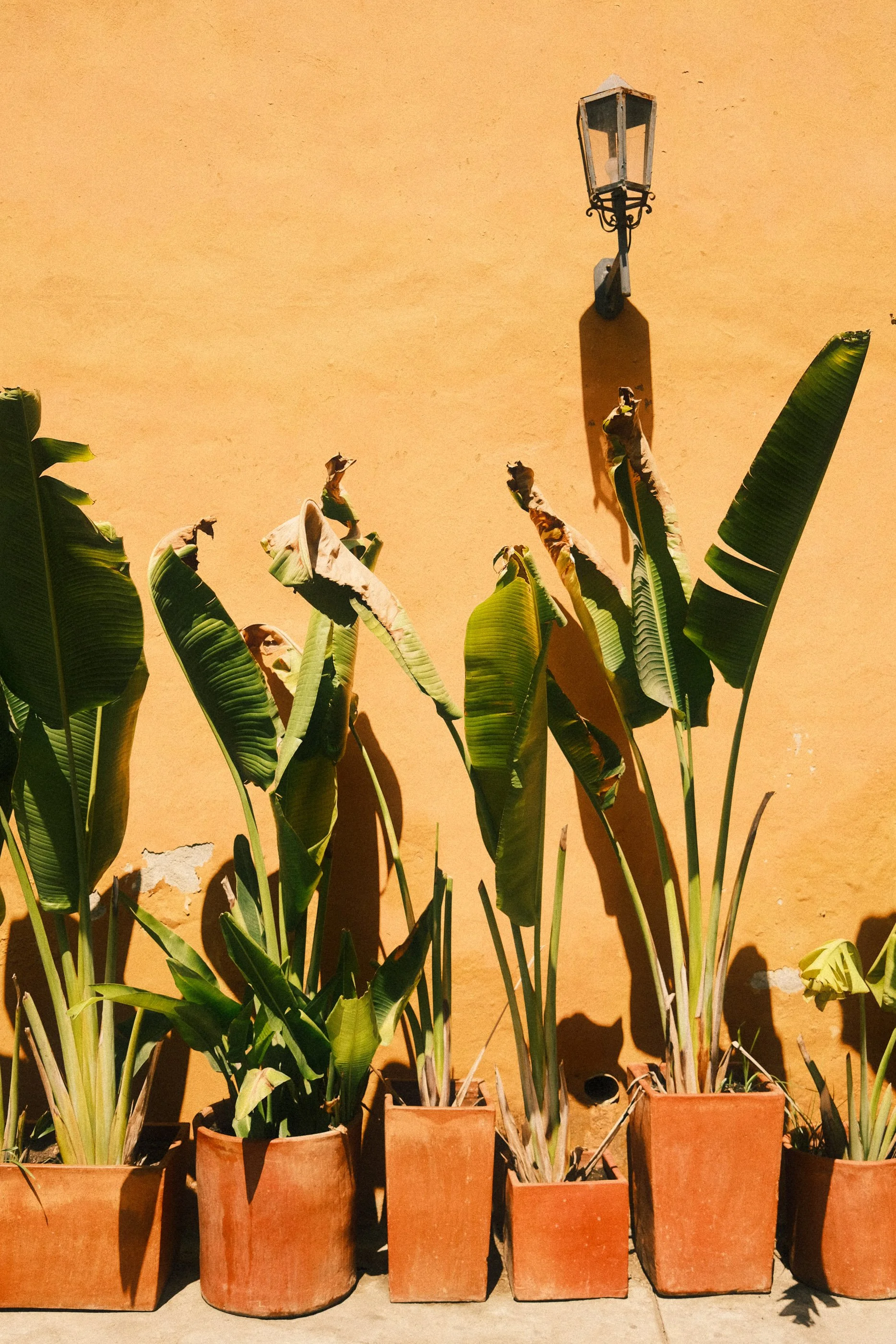 Potted banana plants with large green leaves against a yellow wall with a lantern light fixture.