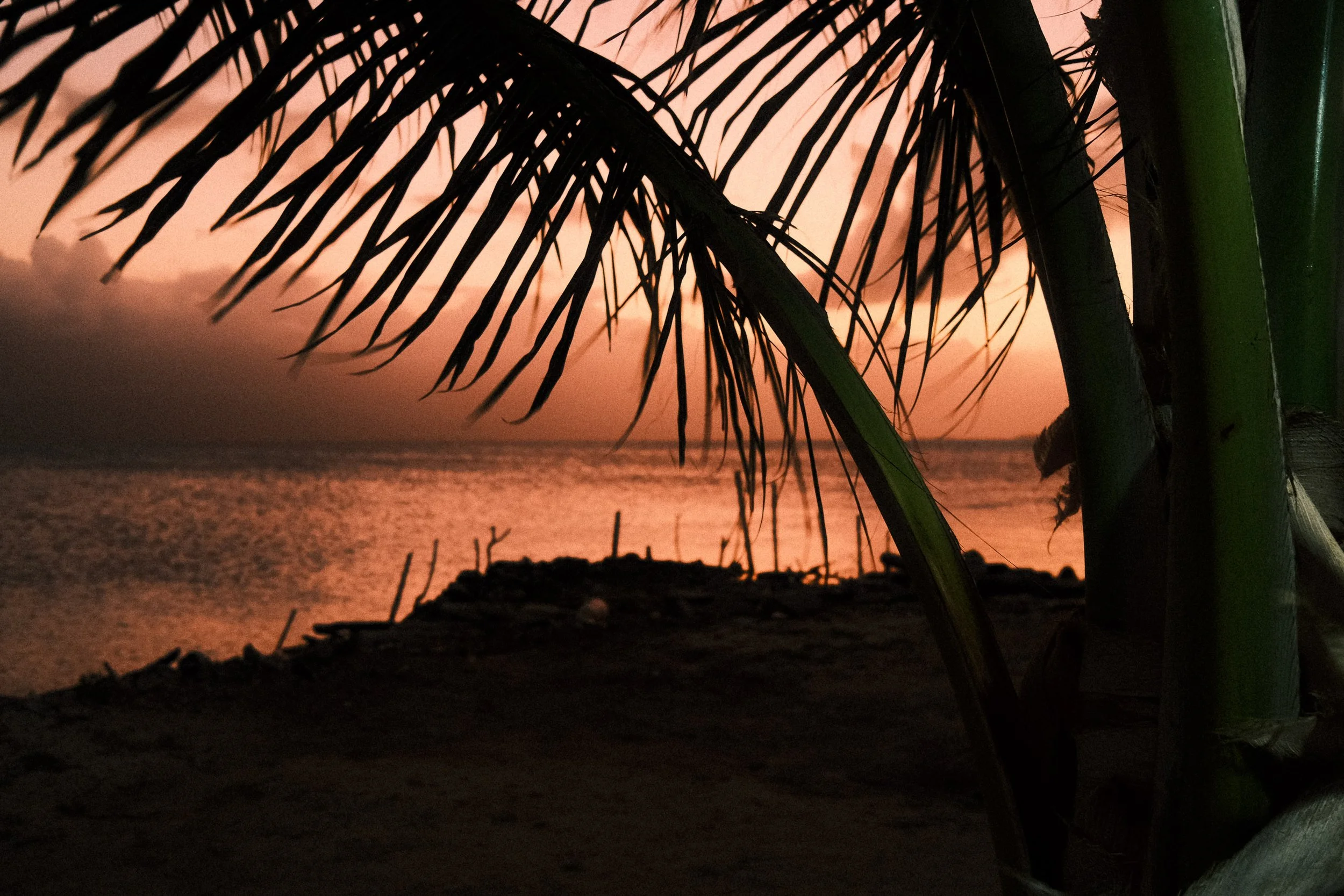 Silhouette of palm tree fronds against a sunset over the water, with a dark shoreline in the foreground.