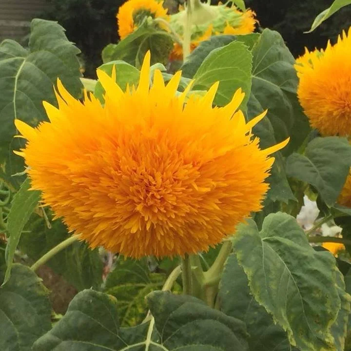 Spring Gardening Meet-Up