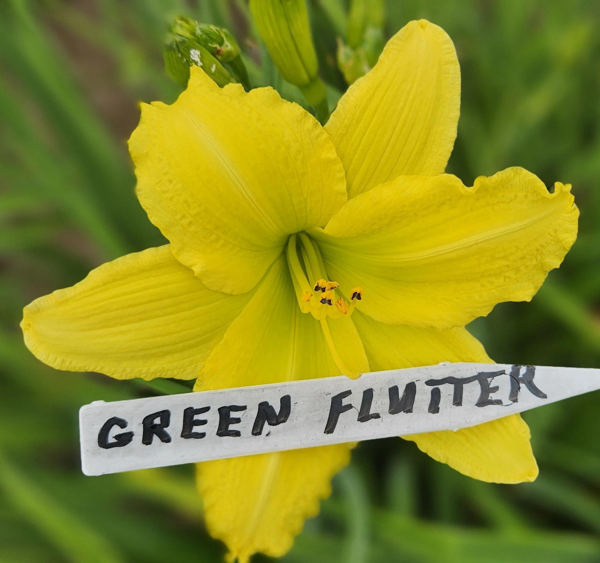 Green Flutter