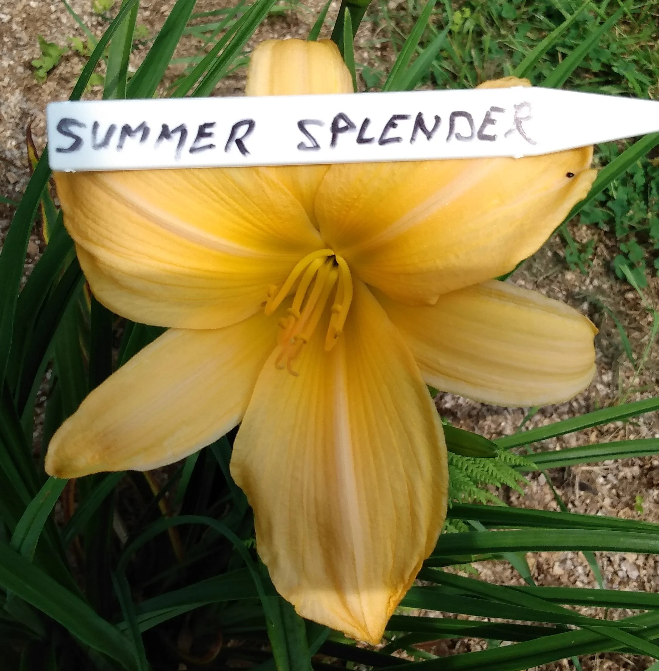 Summer Splendor