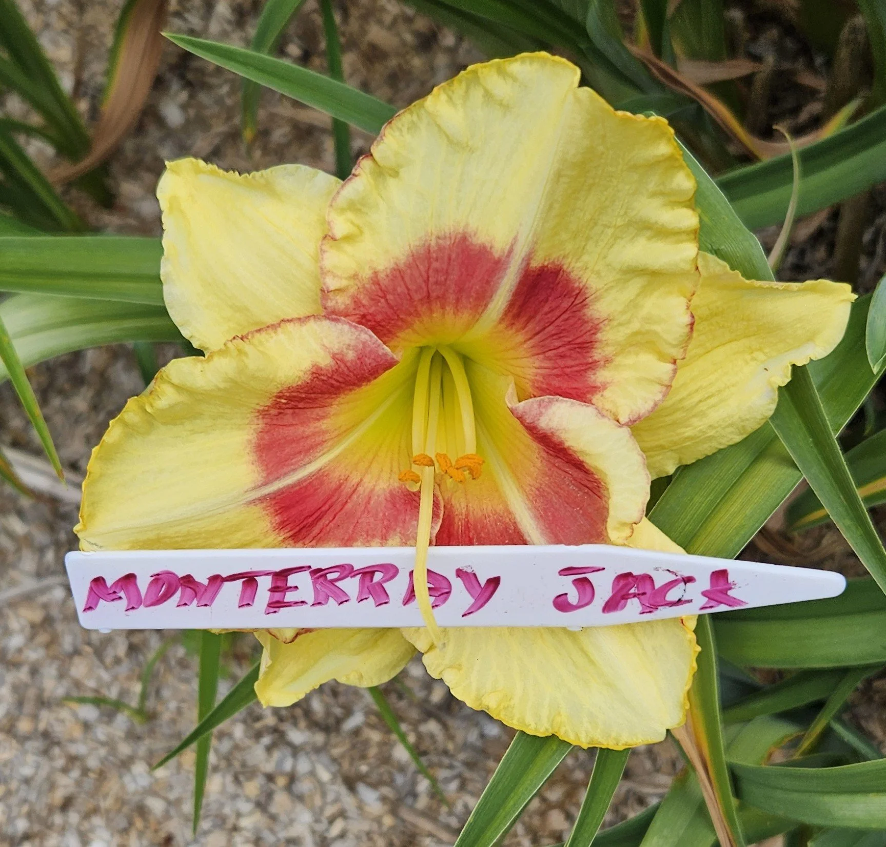 MONTERREY JACK.jpg
