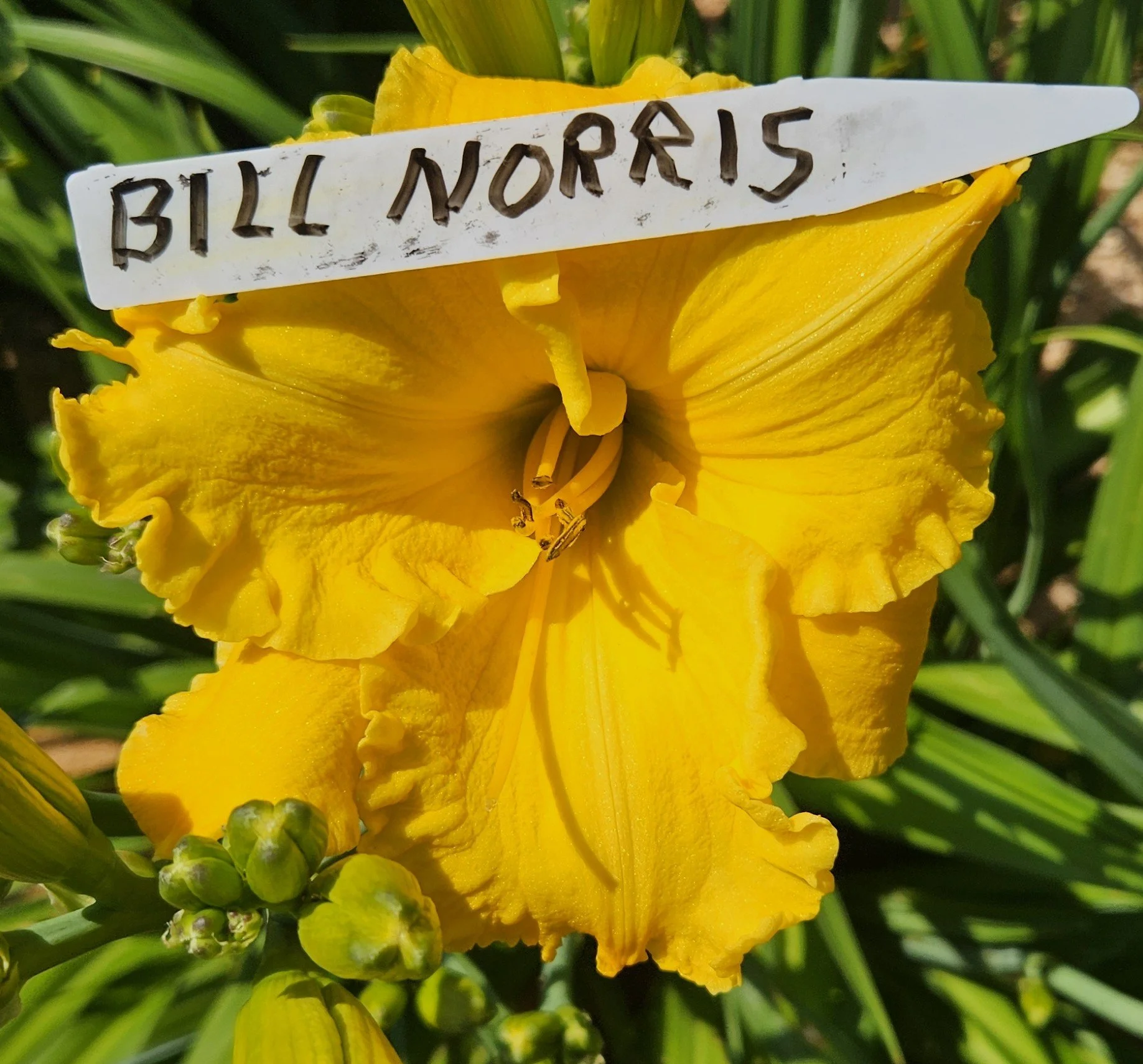 Bill Norris