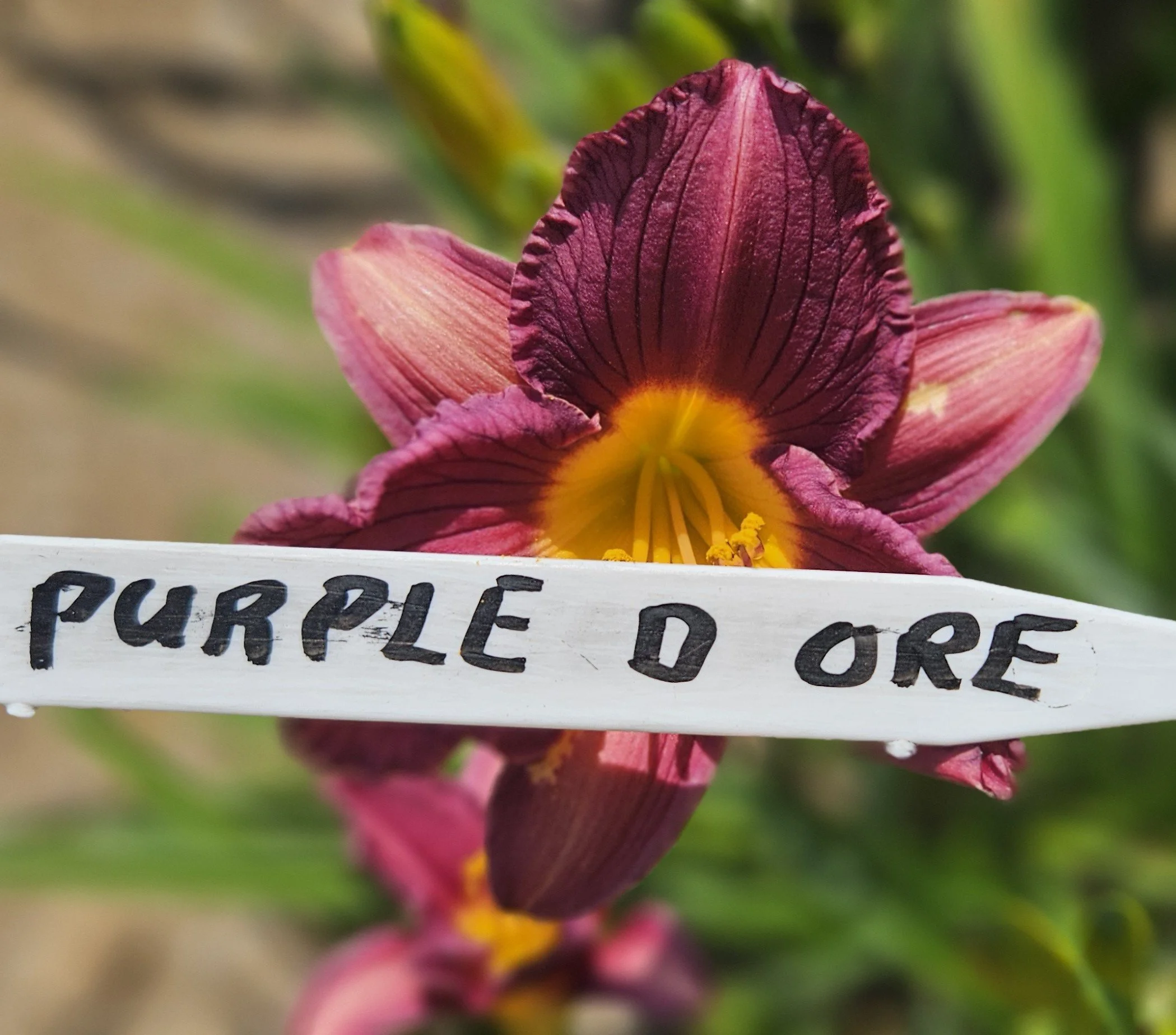 Purple De Oro