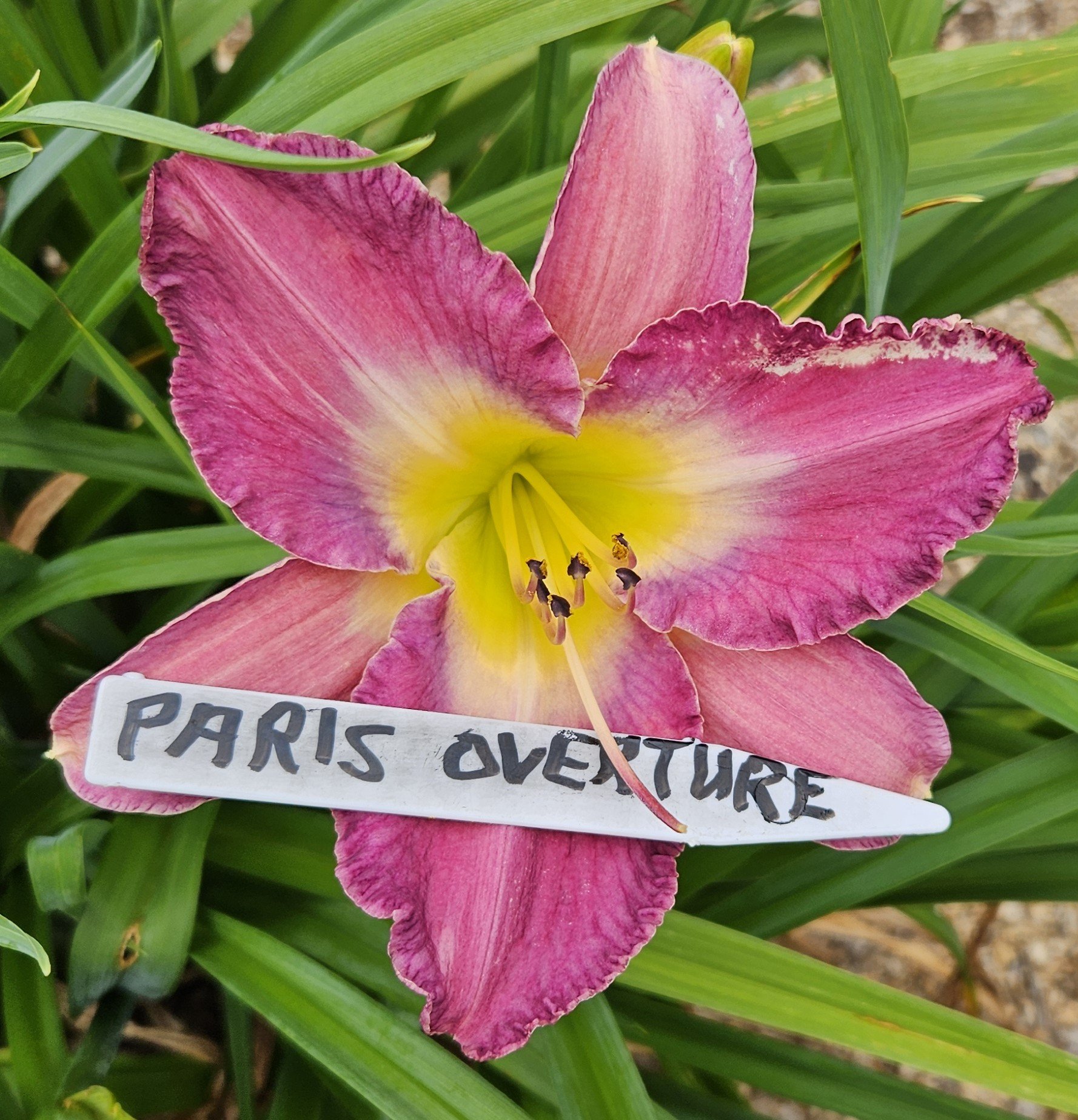 Paris Overture