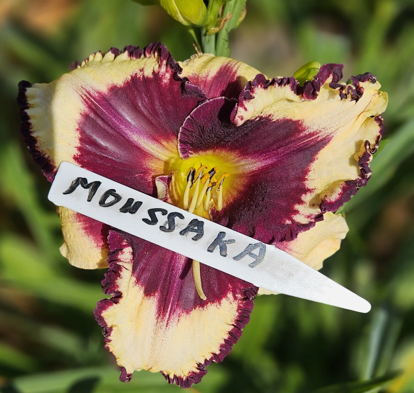 MOUSSAKA.jpg