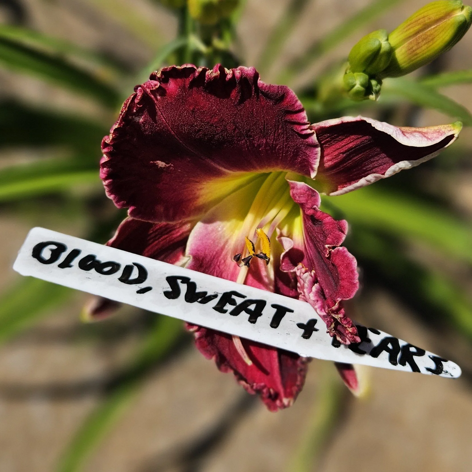 Blood, Sweat and Tears