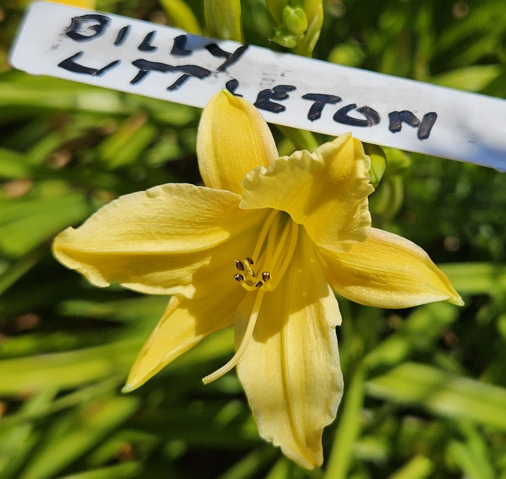 BILLIE LITTLETON.jpg