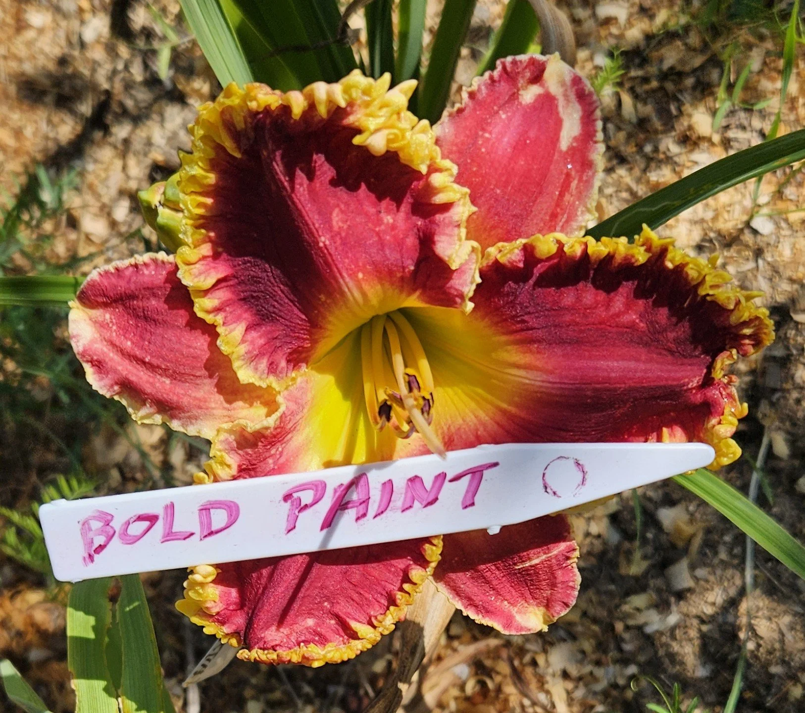 Bold Paint  NOT AVAILABLE AT THIS TIME