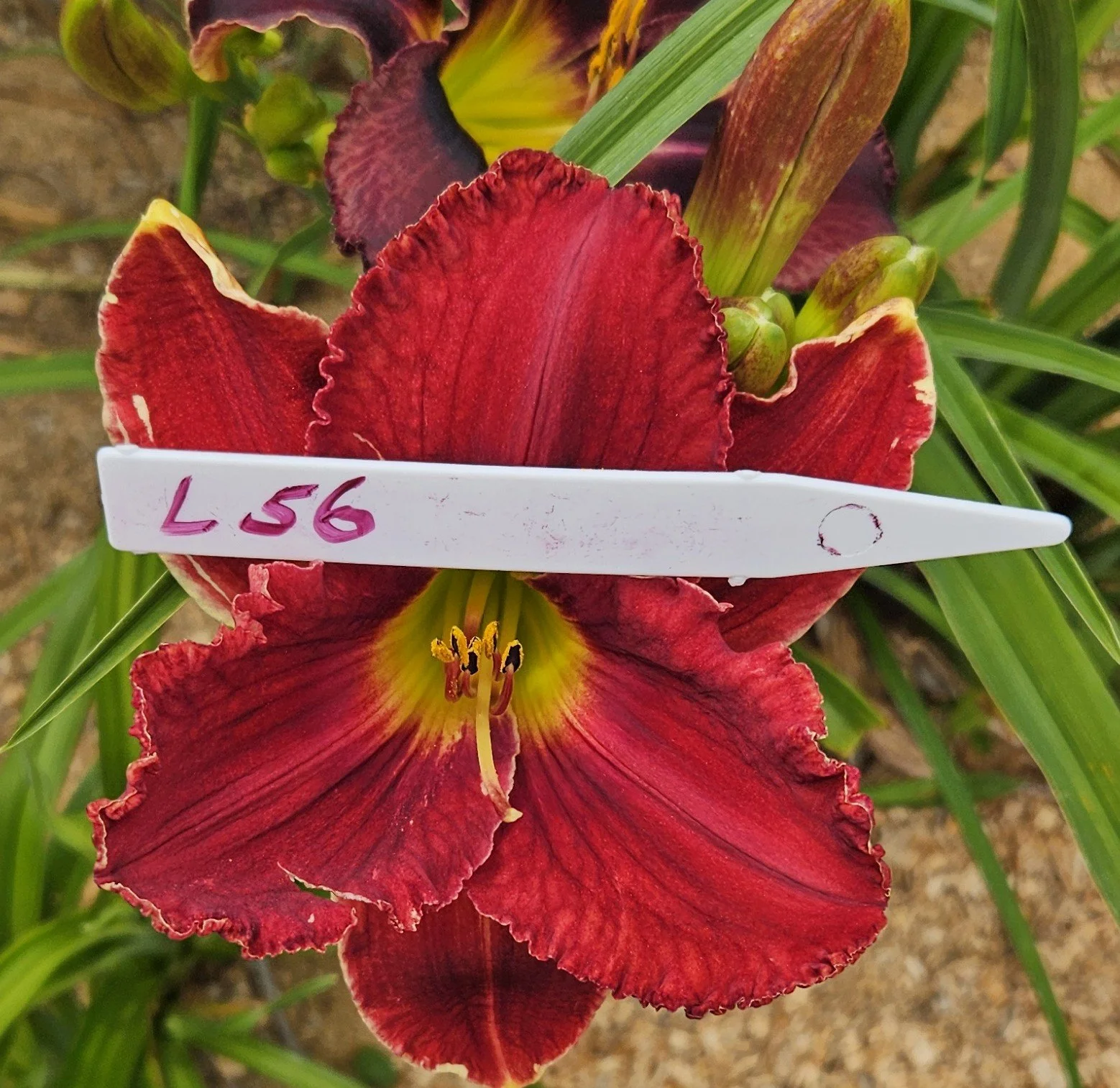 L 56.jpg