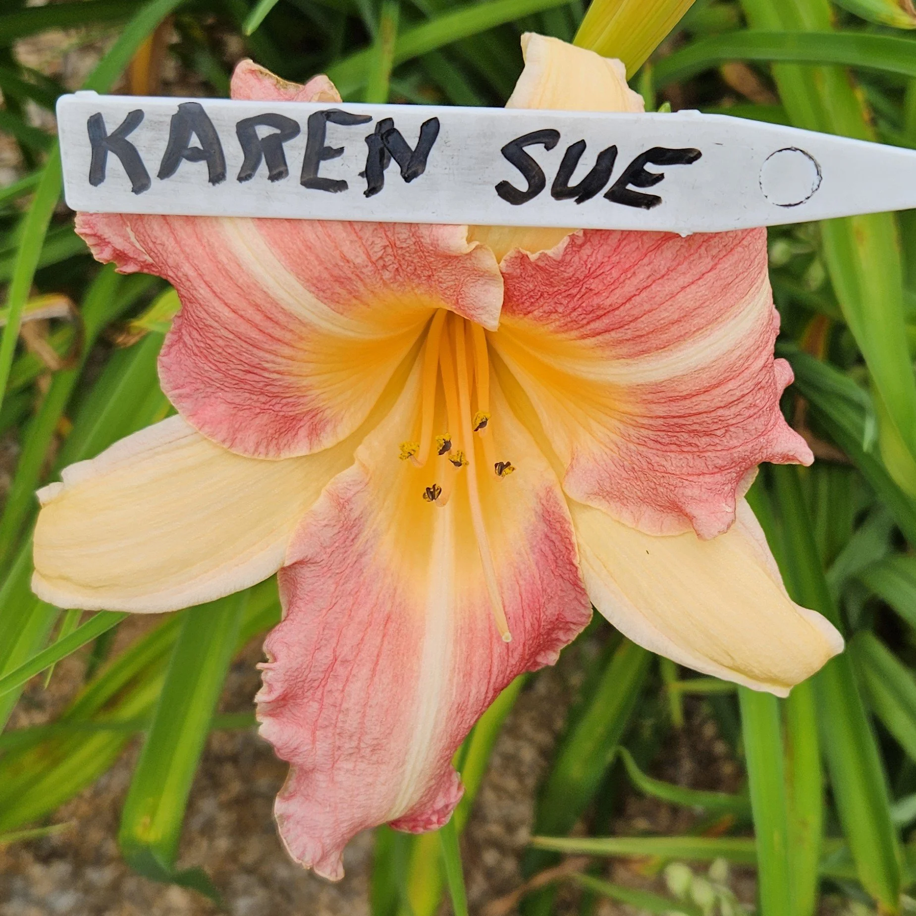 Karen Sue