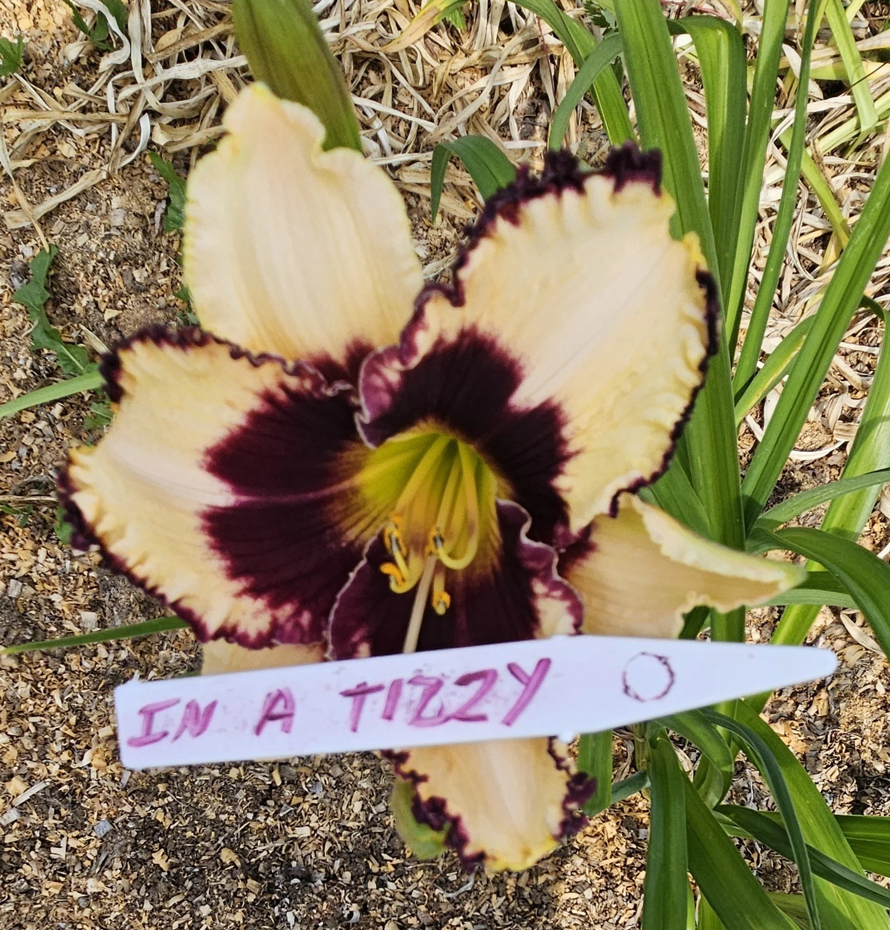 IN A TIZZY.jpg