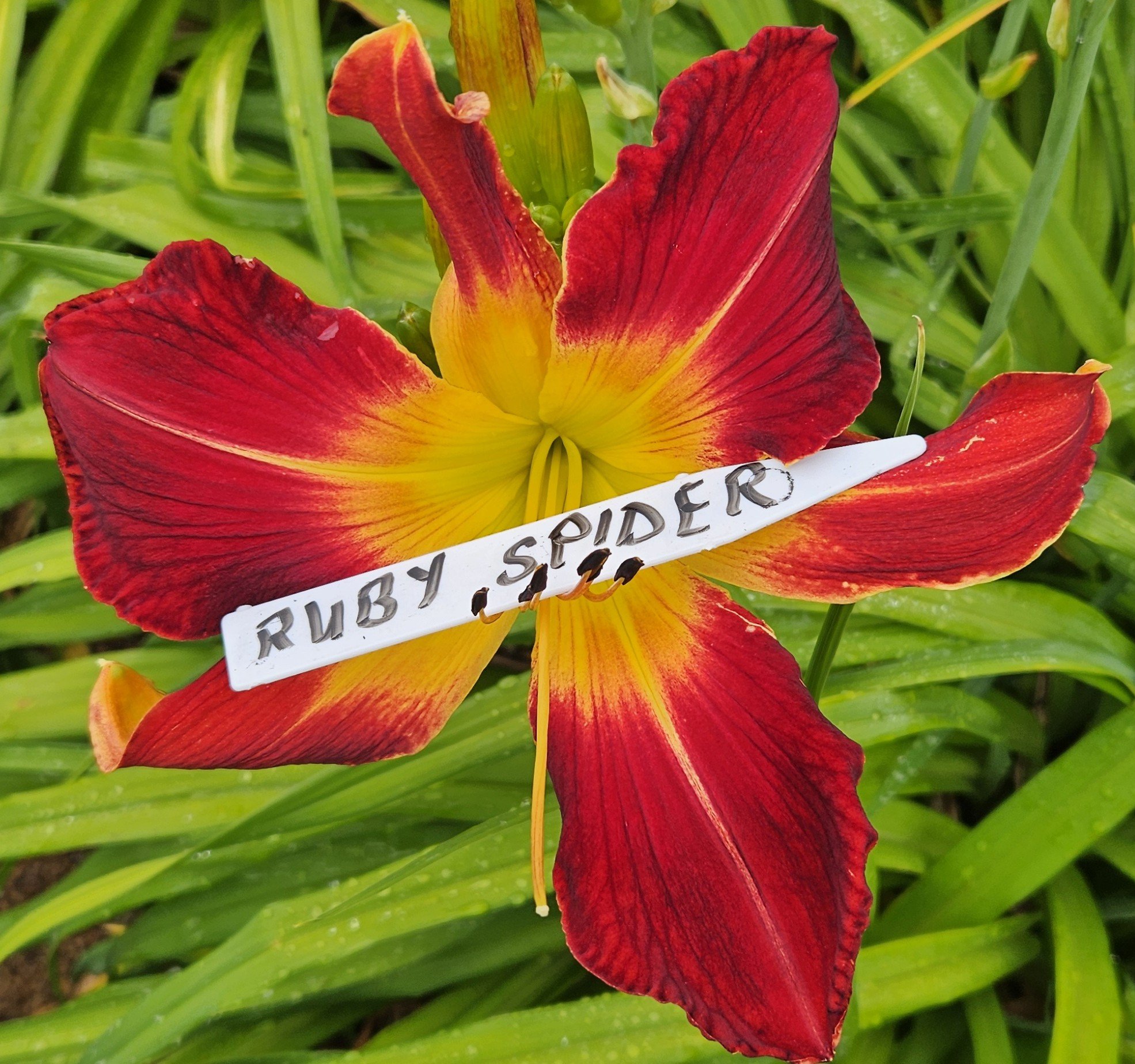 Ruby Spider