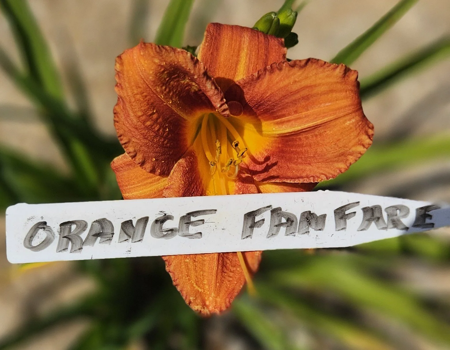 ORANGE FANFARE.jpg