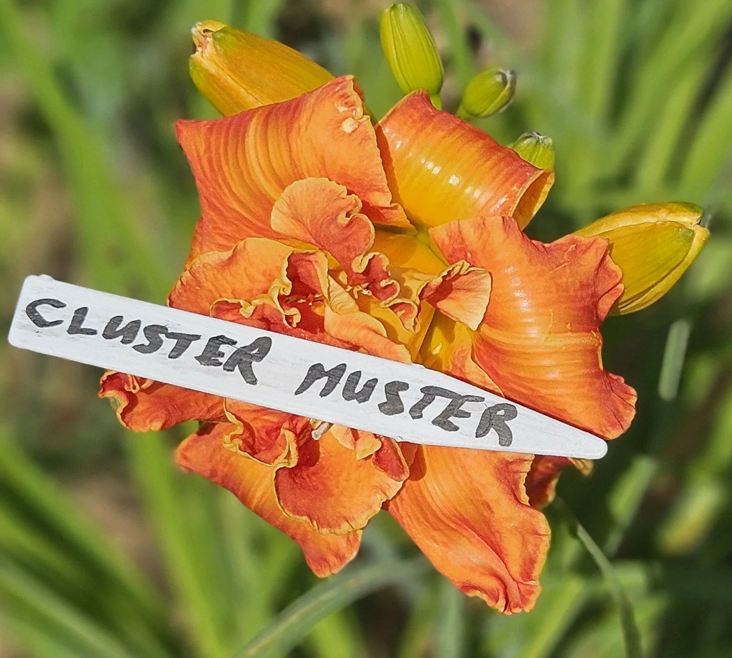 Cluster Muster