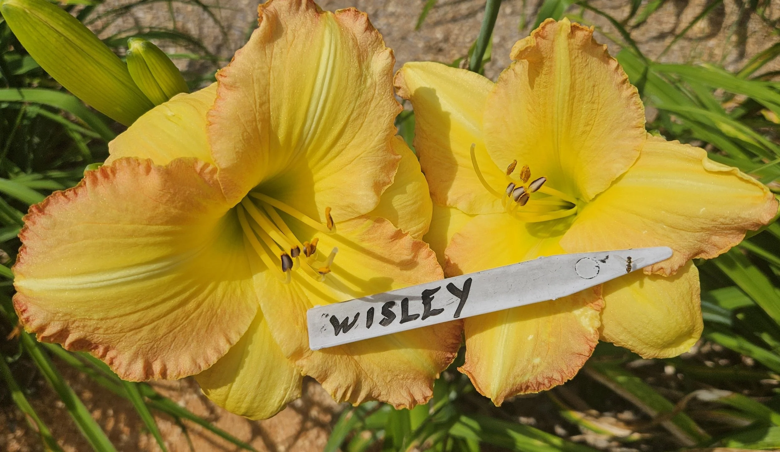 Wisley
