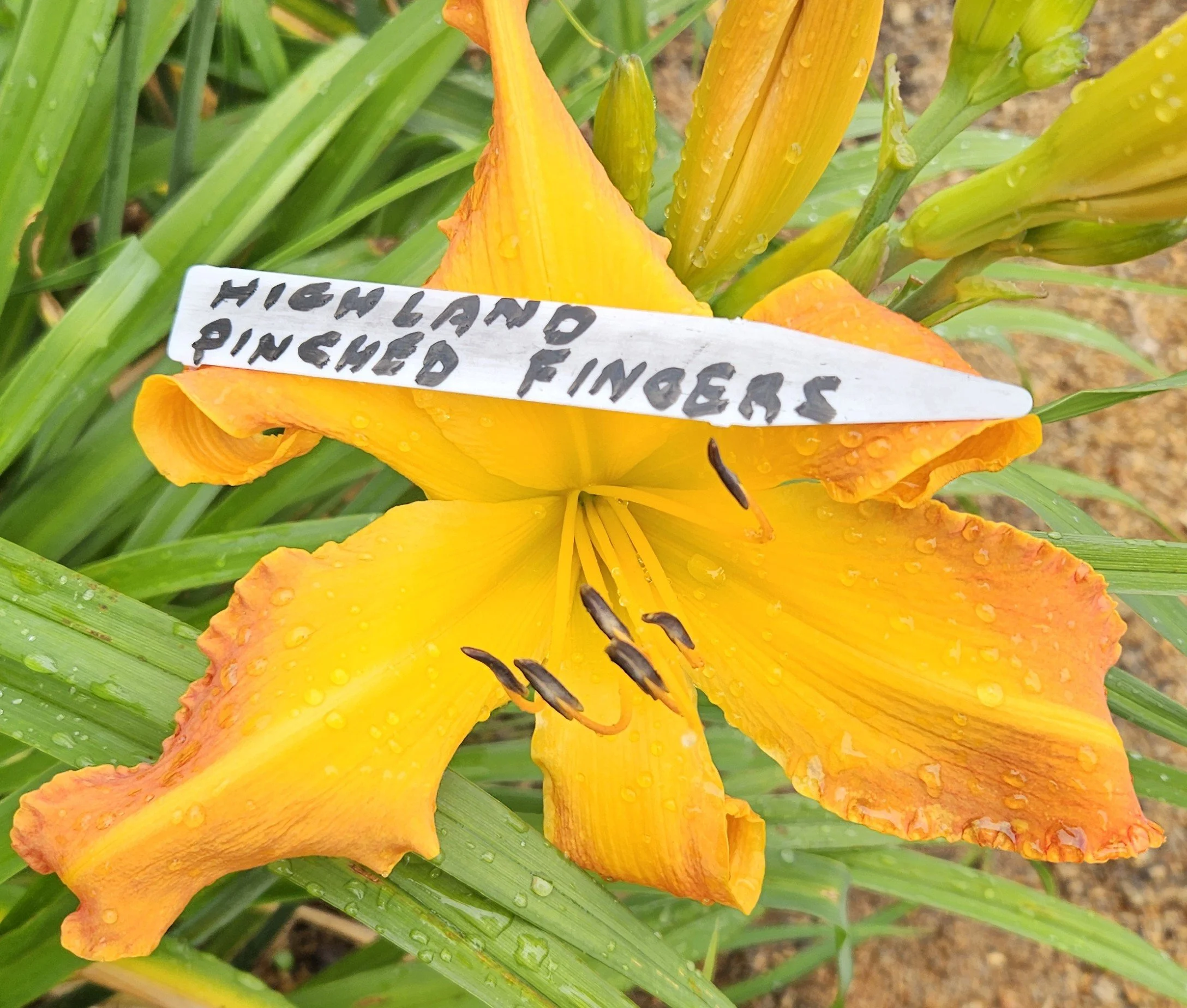 Highland Pinched Fingers