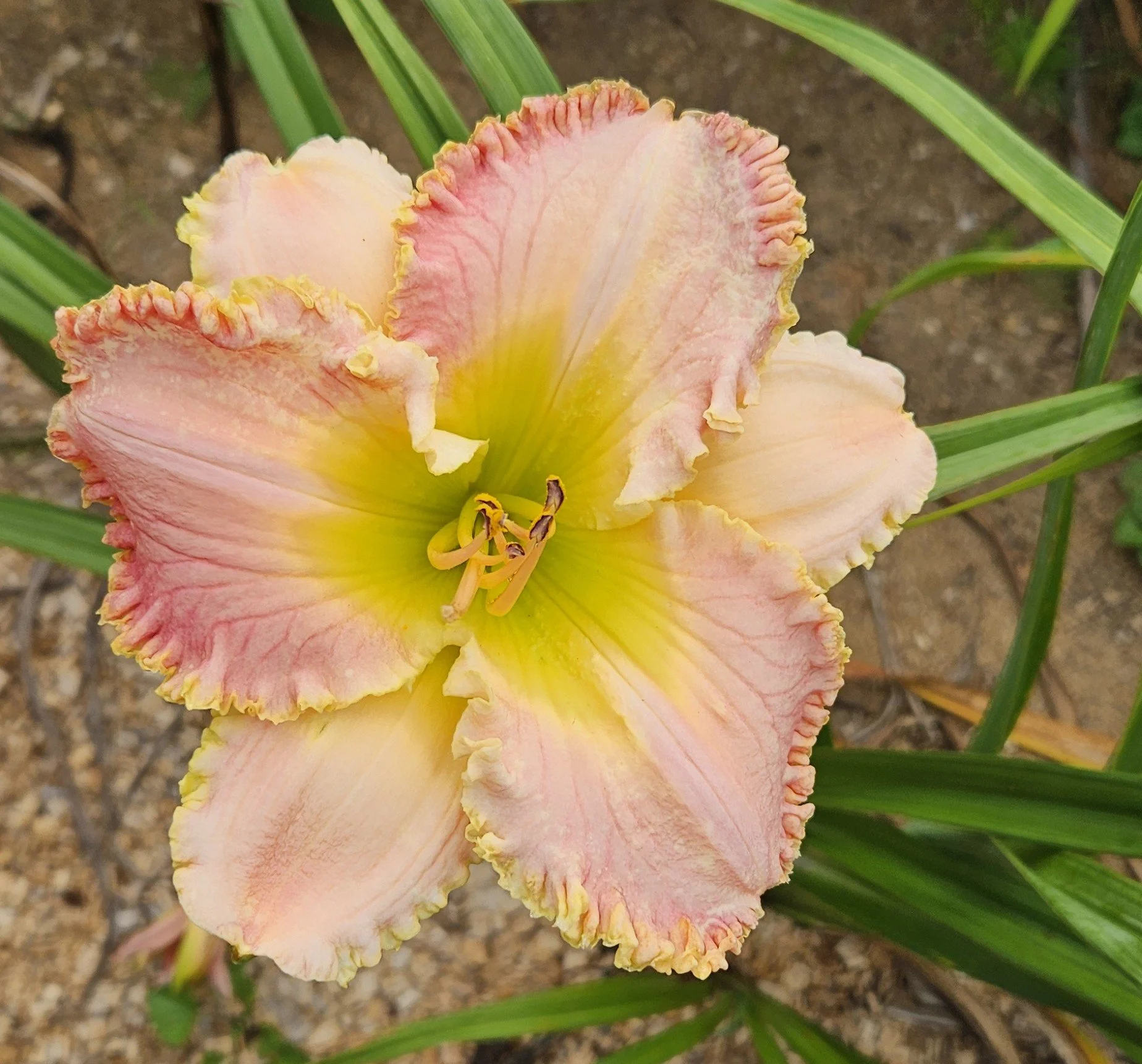 seedling L 53.jpg