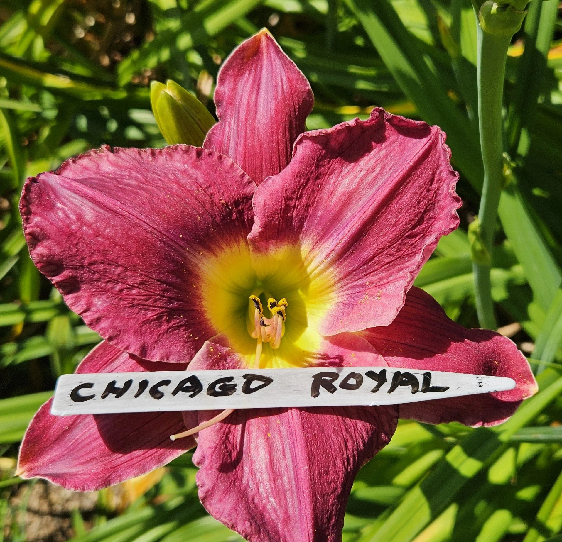 Chicago Royal