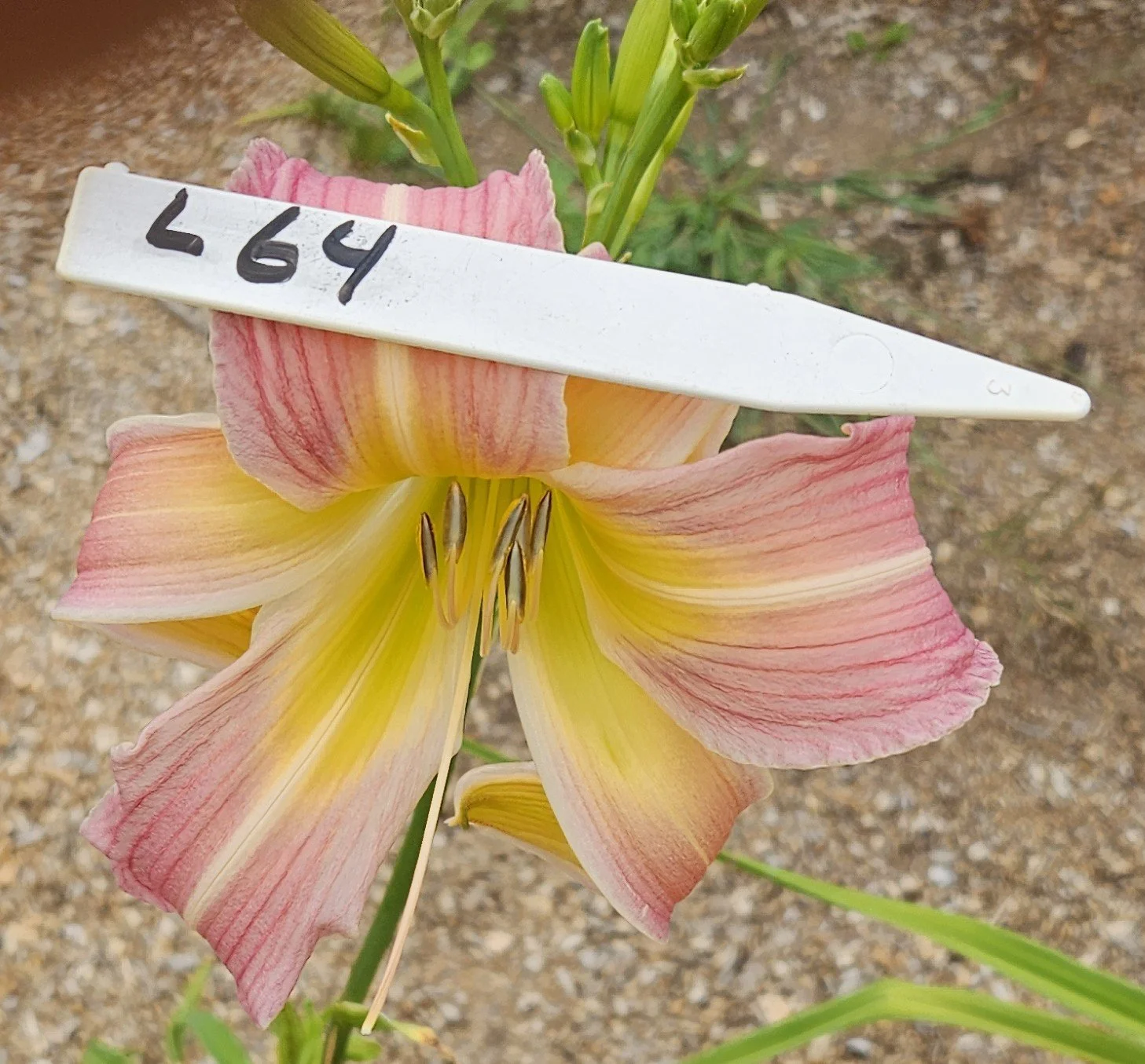 l 64.jpg