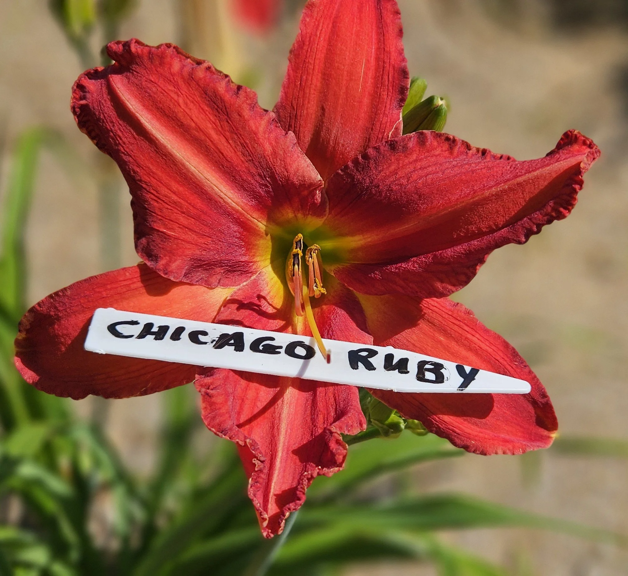 Chicago Ruby