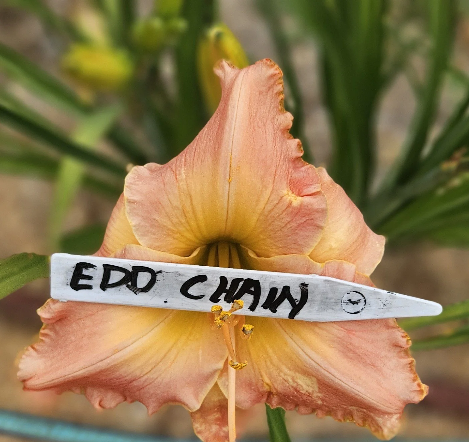 Annie's Mystery Name        Was given the wrong name