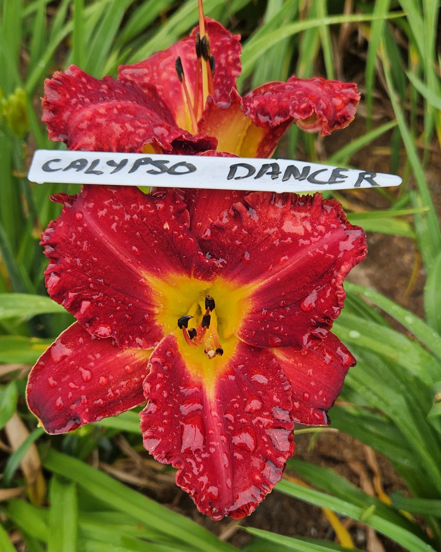Calypso Dancer