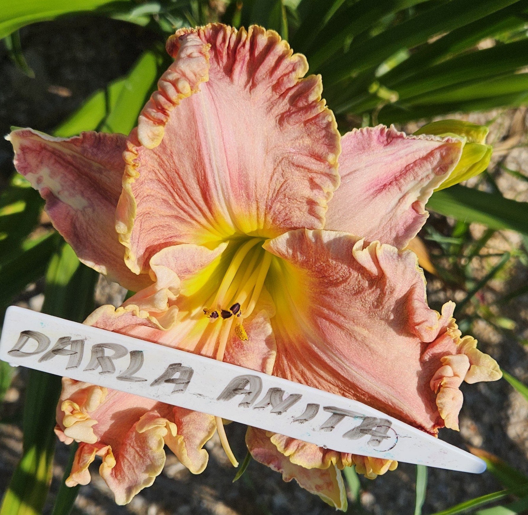 Darla Anita