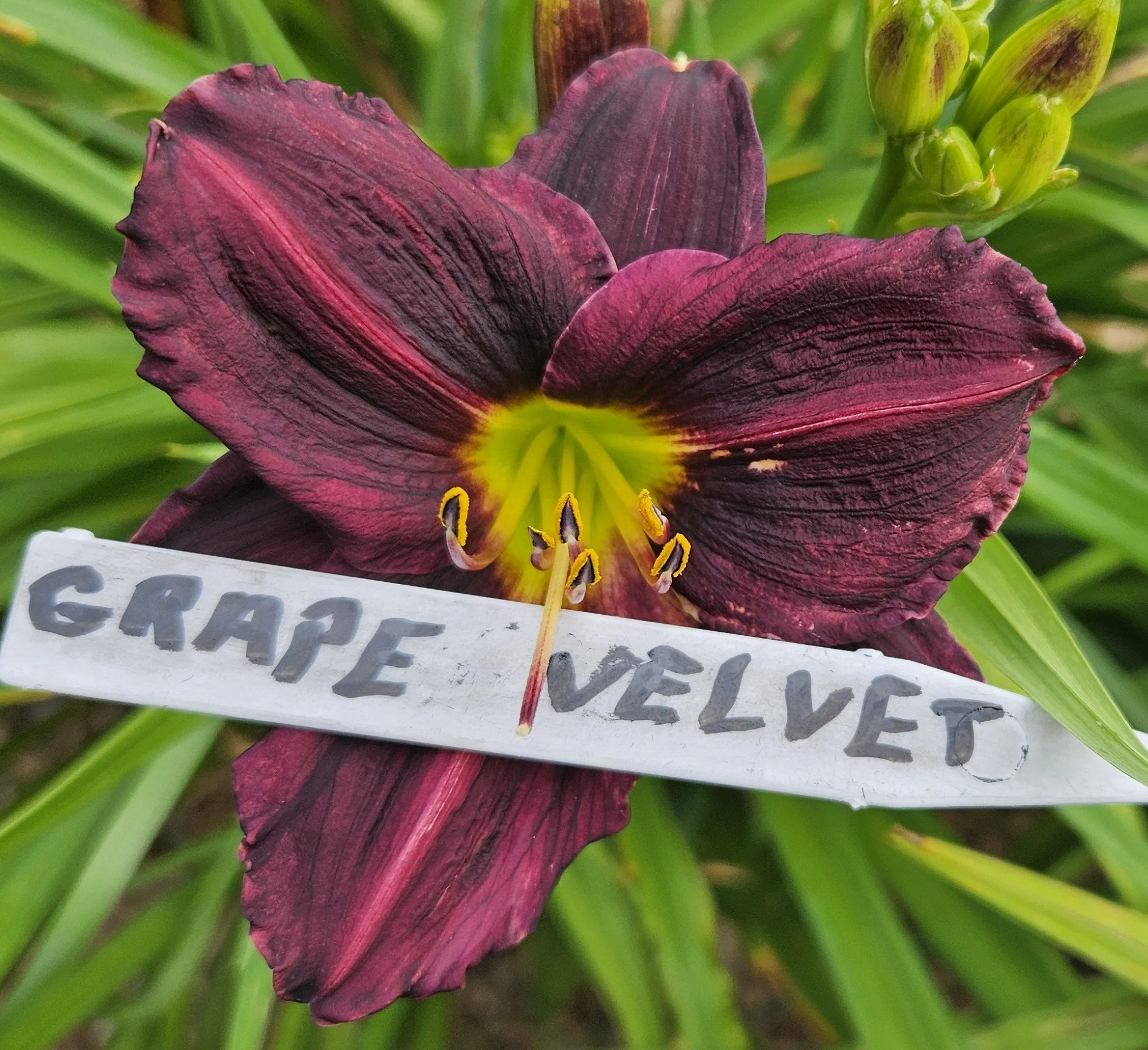Grape Velvet