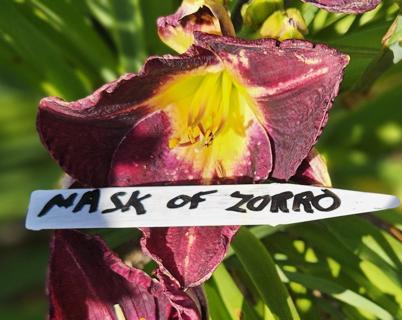 Mask of Zorro