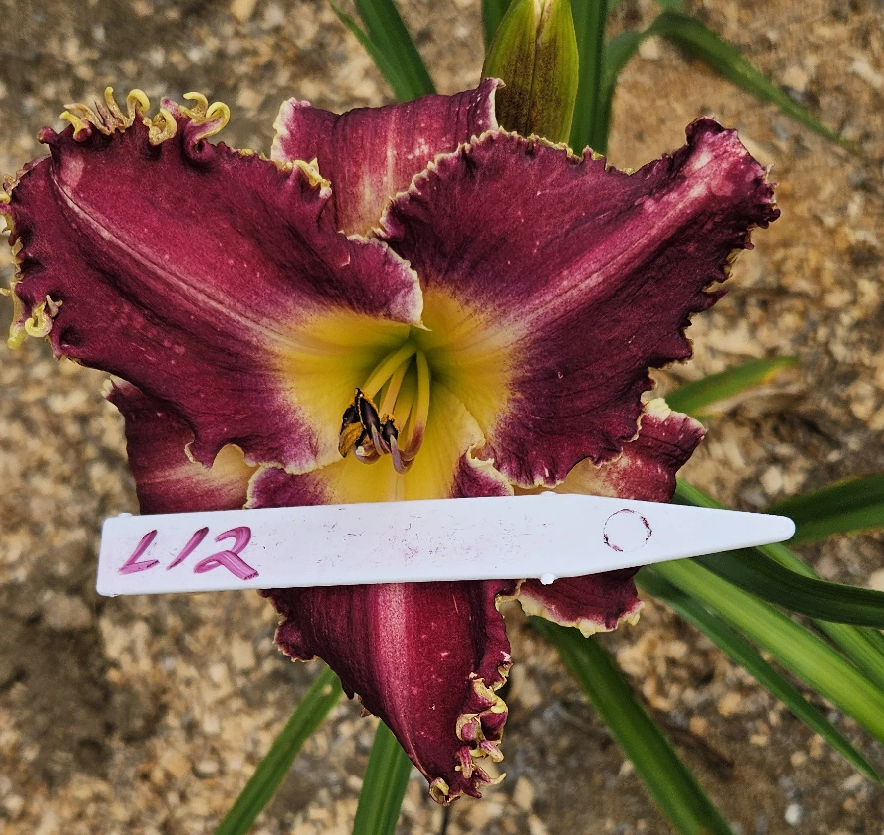 L 12.jpg