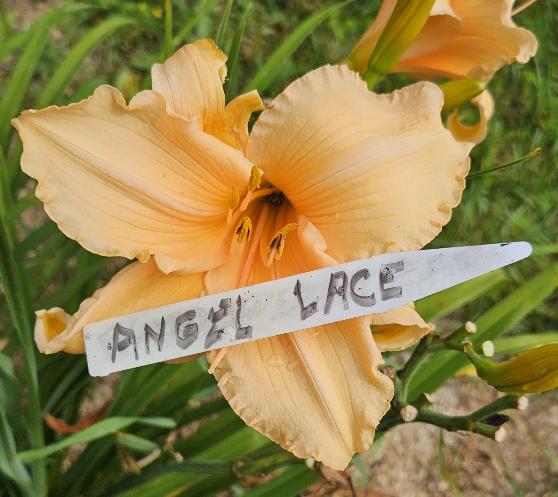 ANGEL LACE.jpg