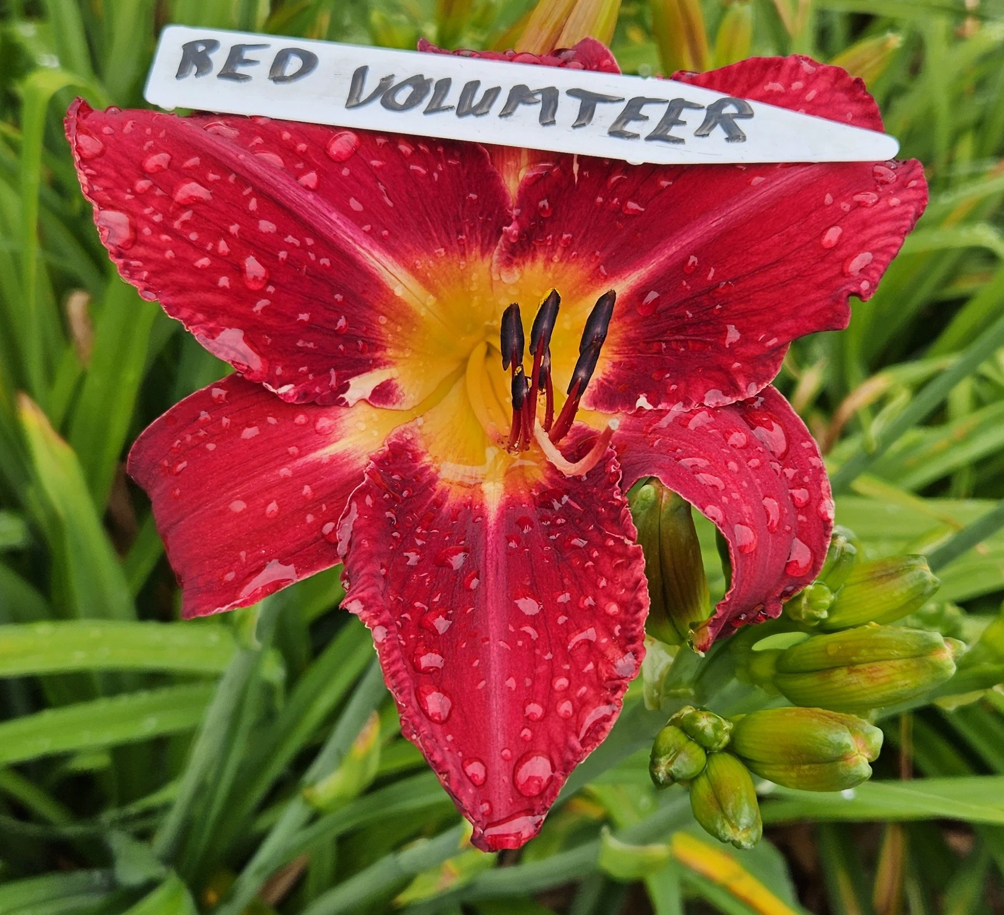 Red Volunteer
