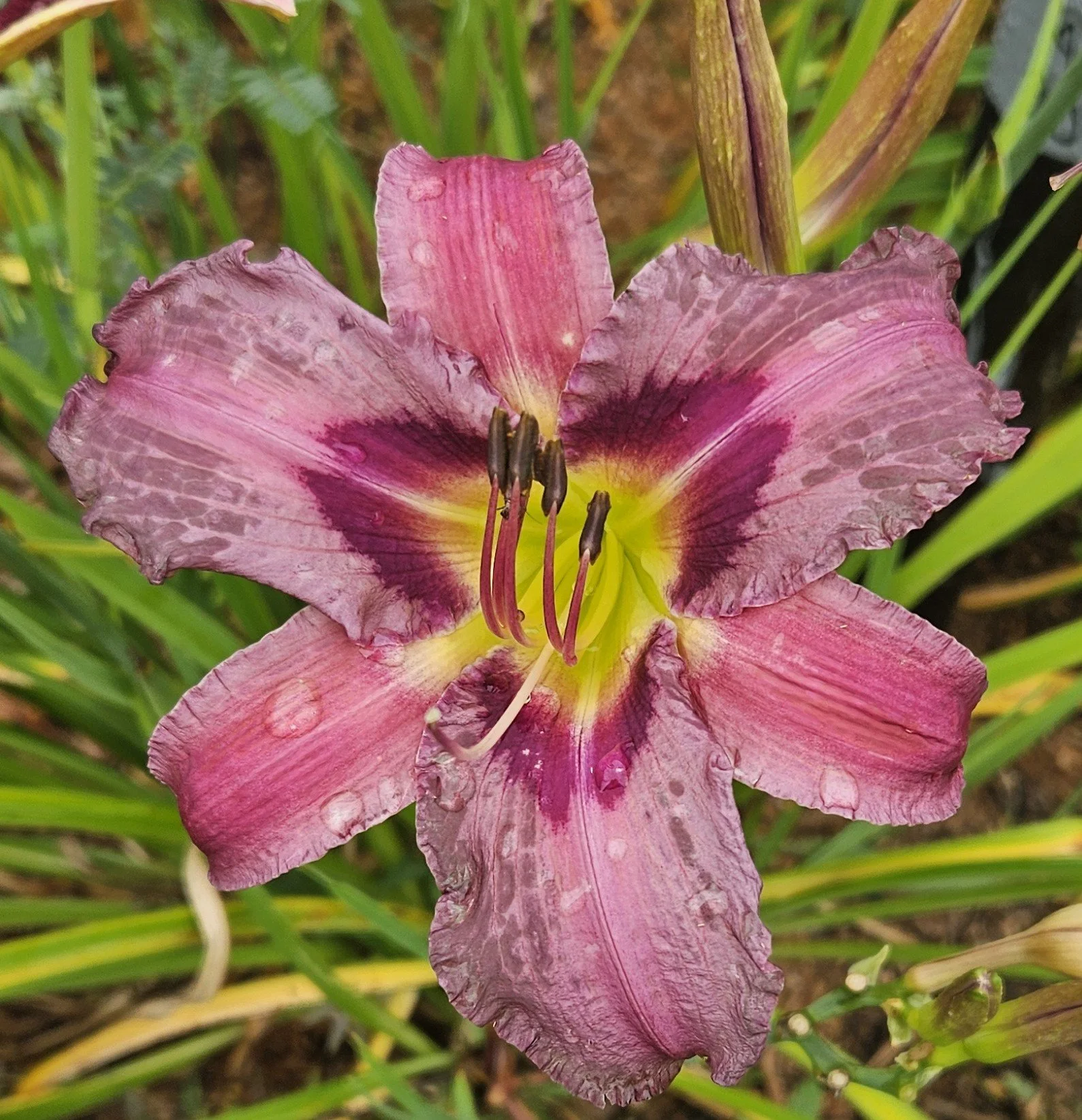 HEAVENLY STAR.jpg