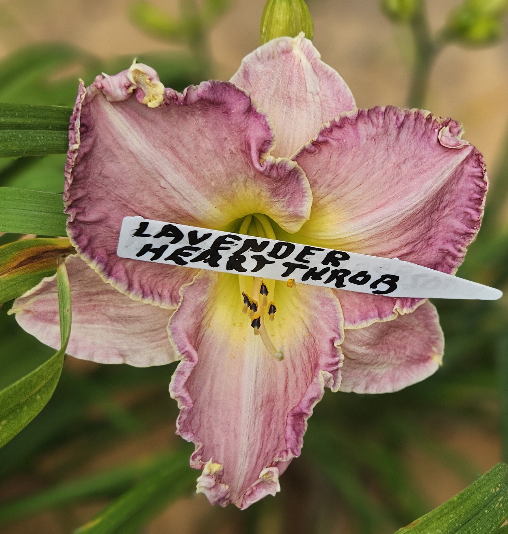 Lavender Heartthrob