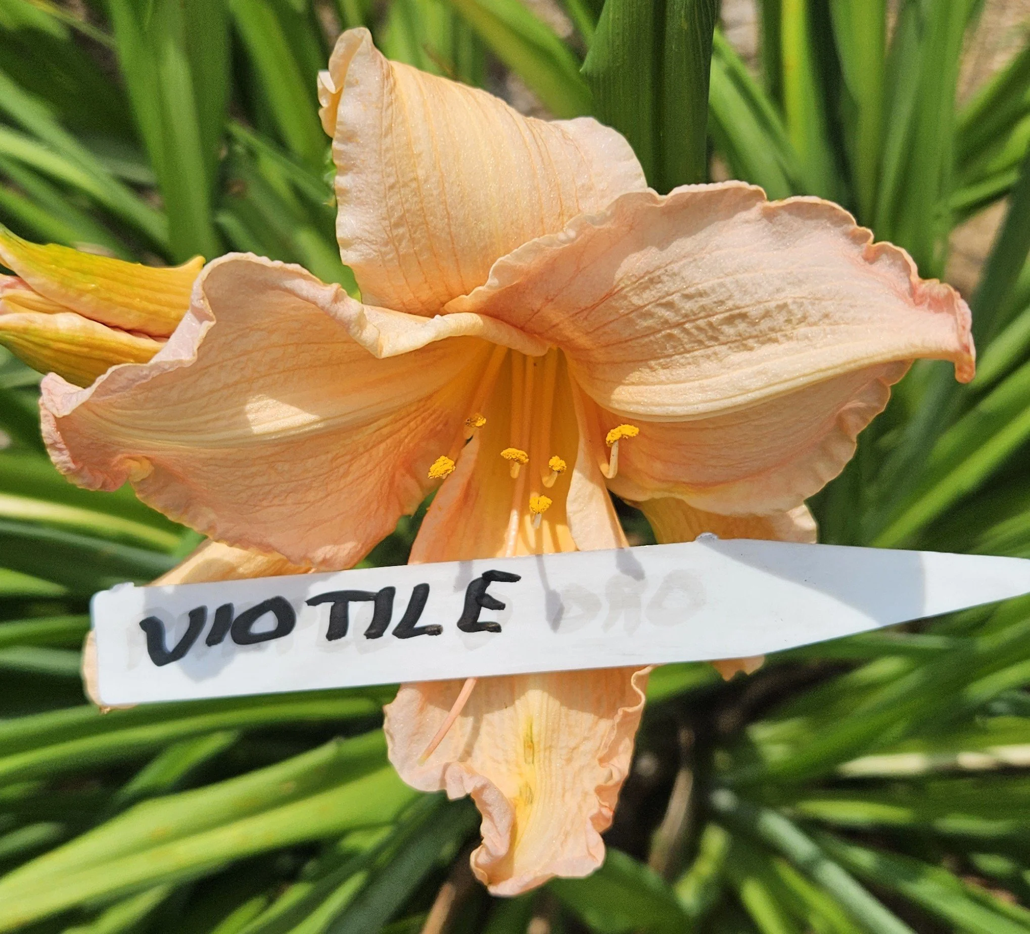 Annie's Viotile     Lost Original Name