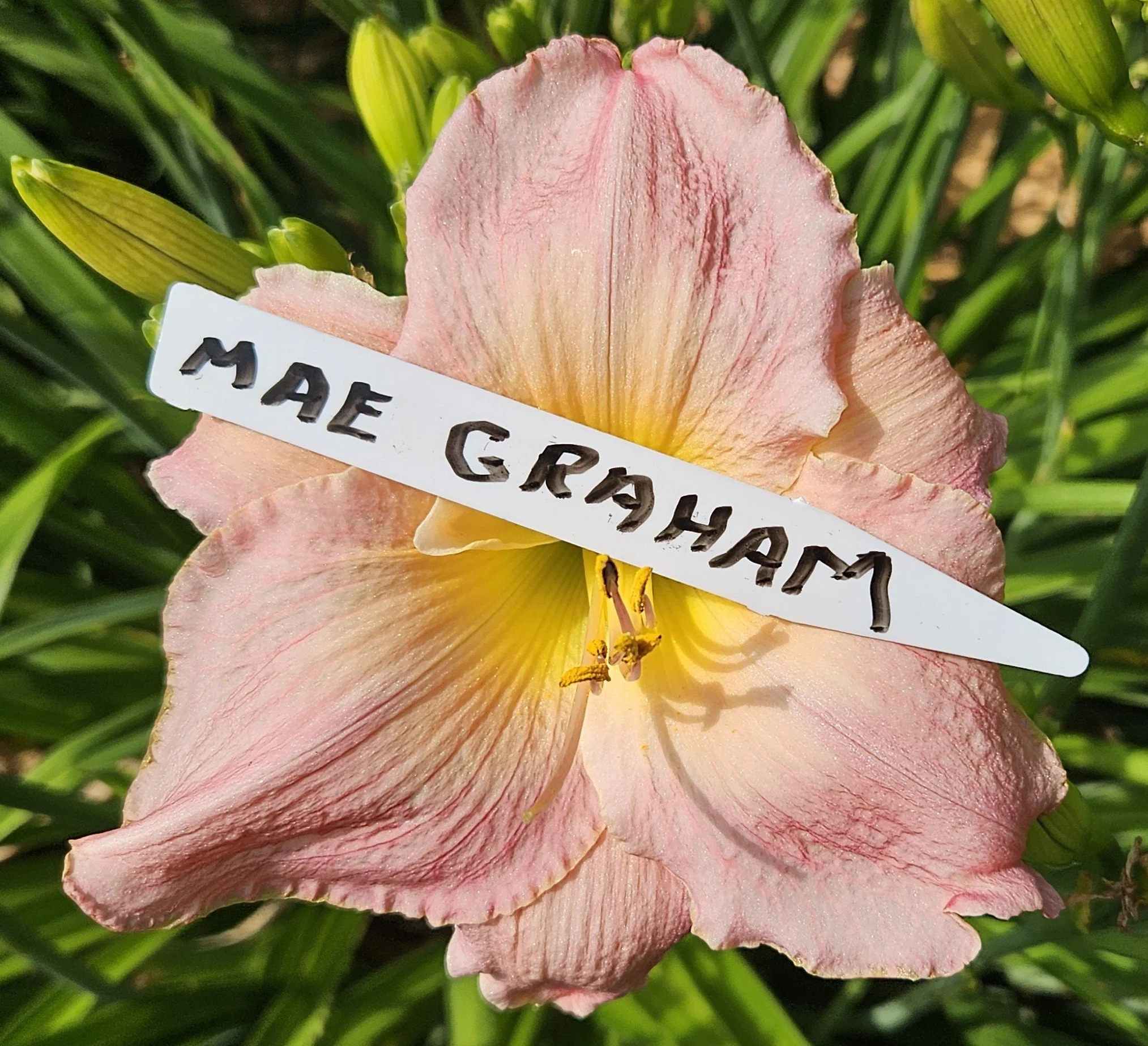 Mae Graham
