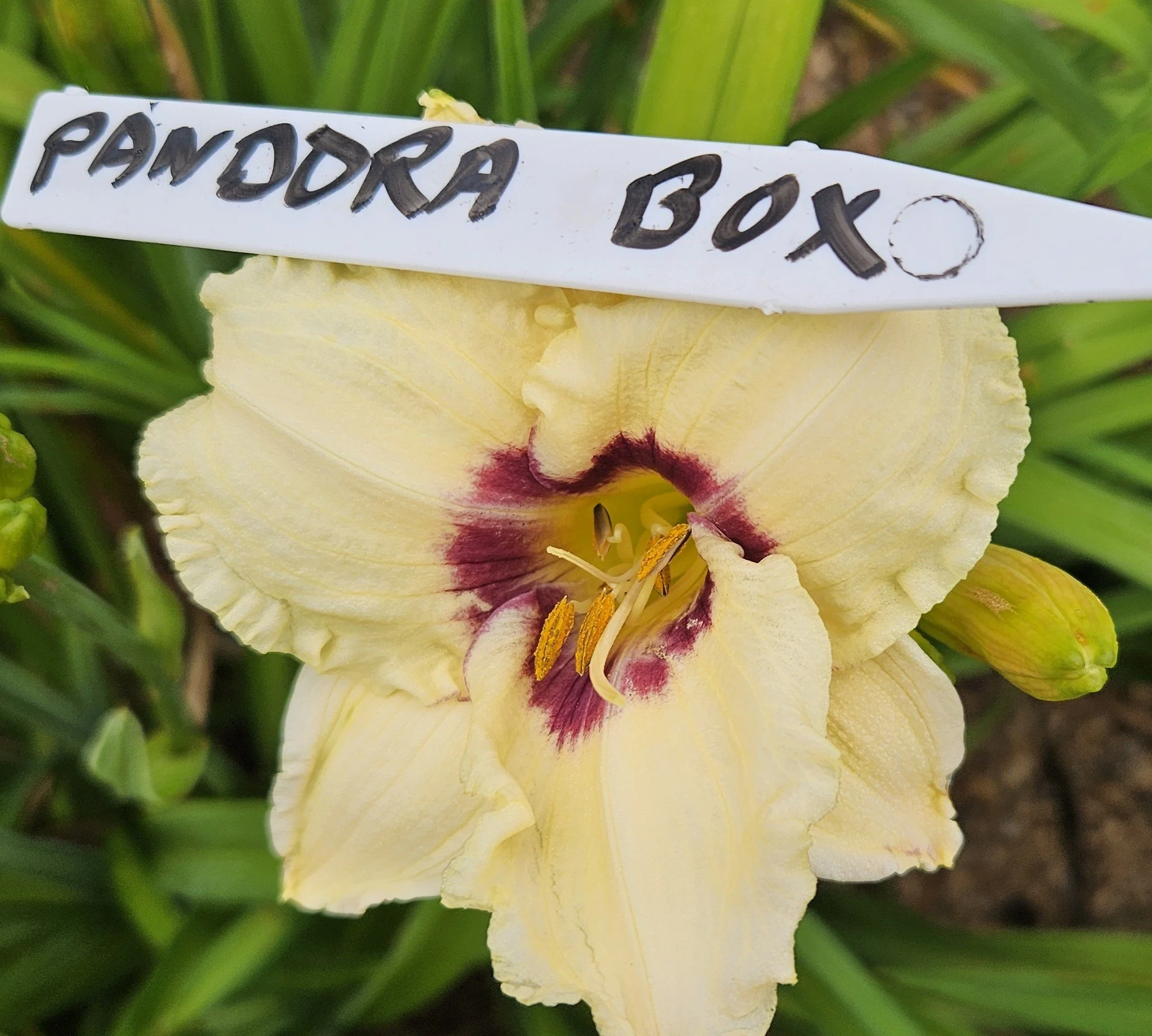 Pandora's  Box